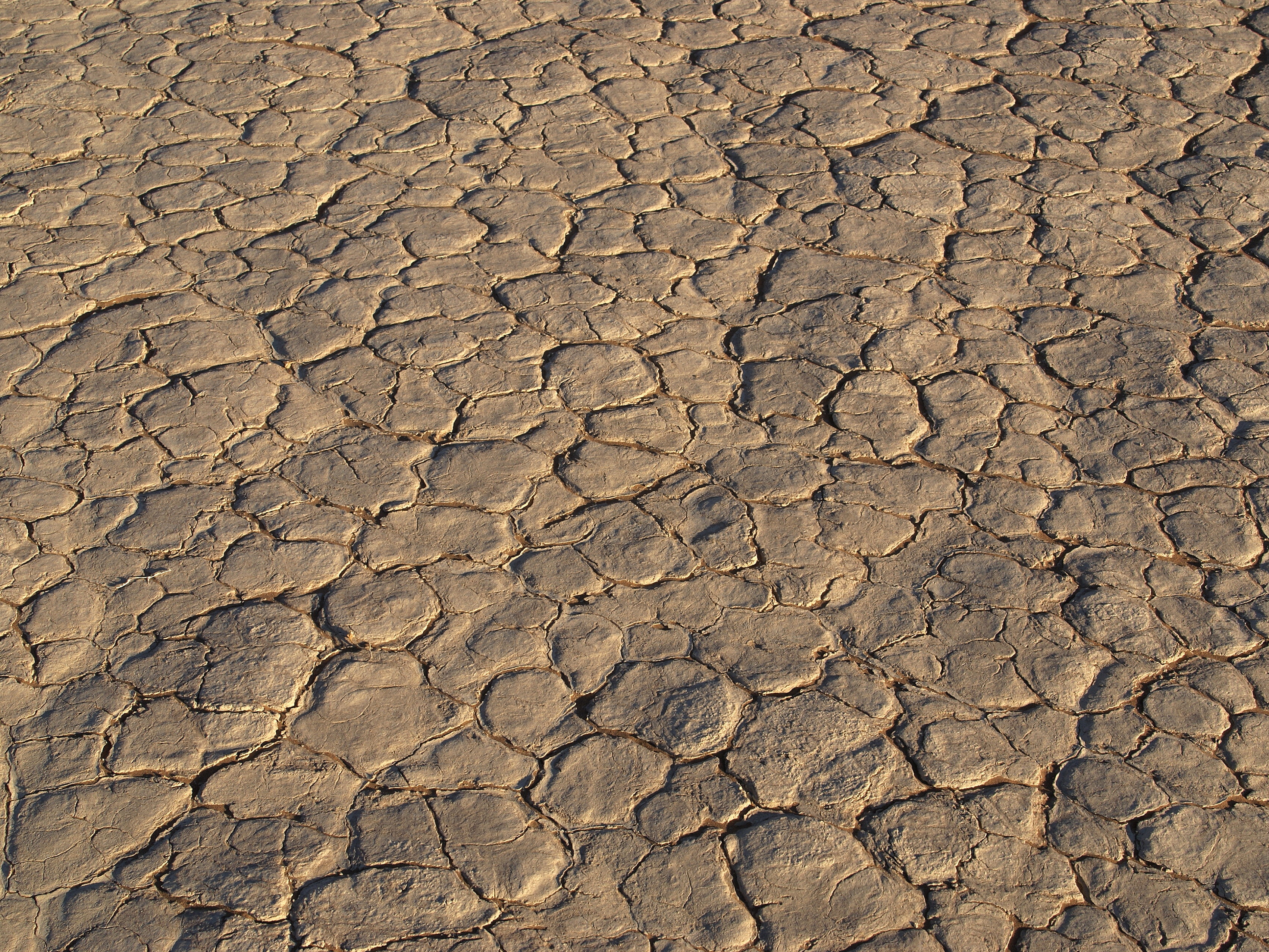 Dried vlei at Sossusvlei
