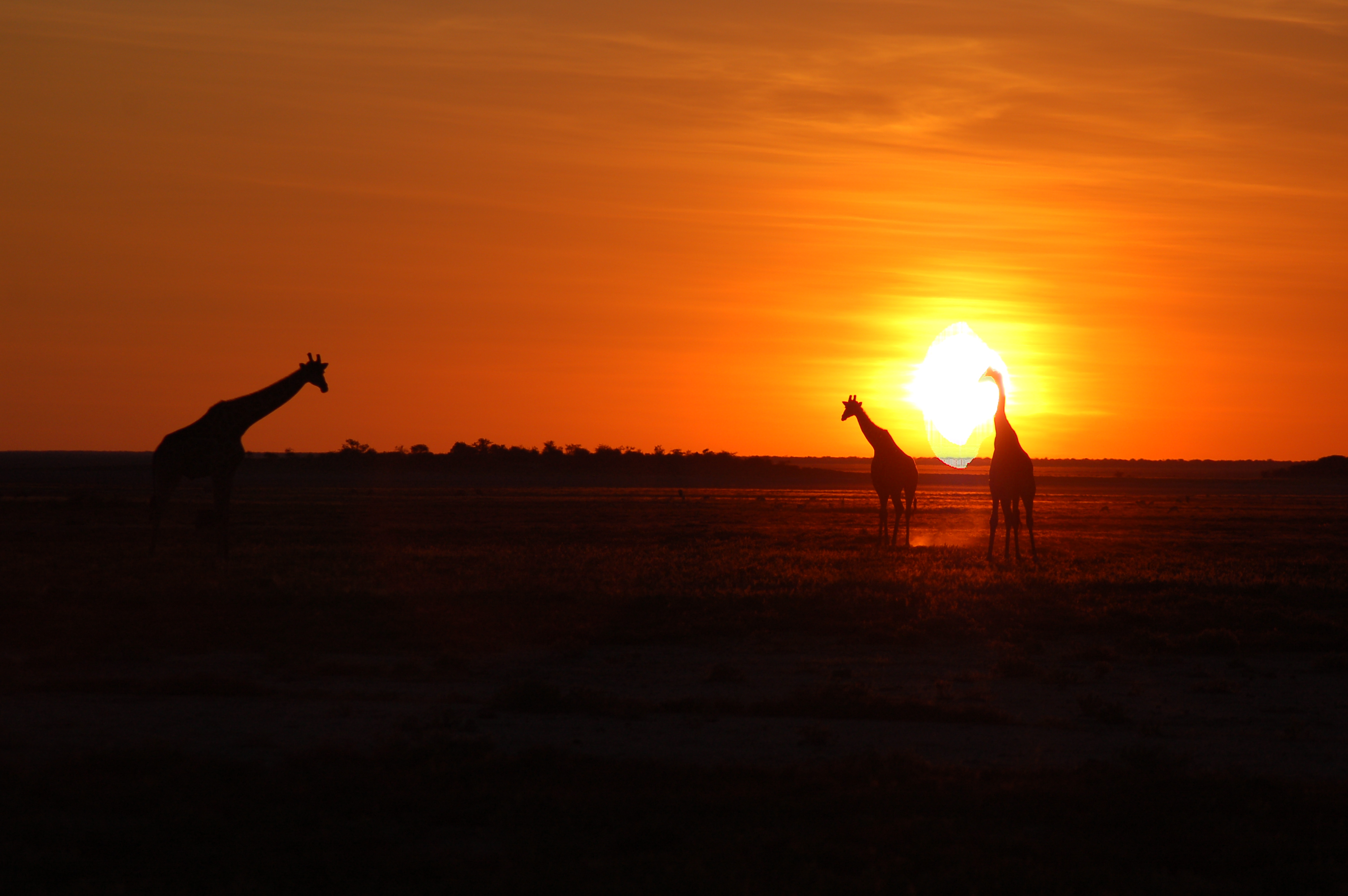 Etosha National Park, Namibia (2862625247)