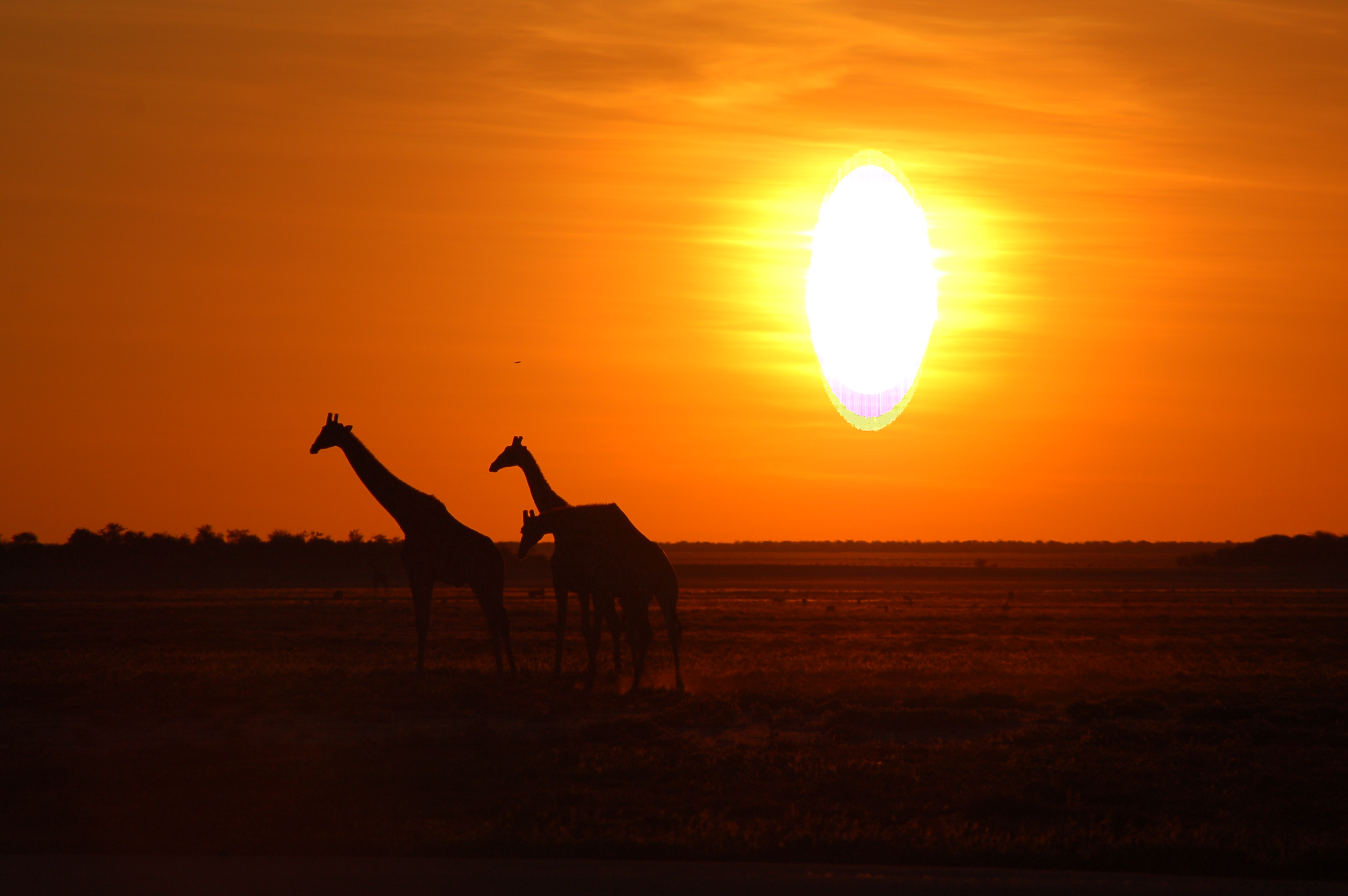 Etosha National Park, Namibia (2863455274)