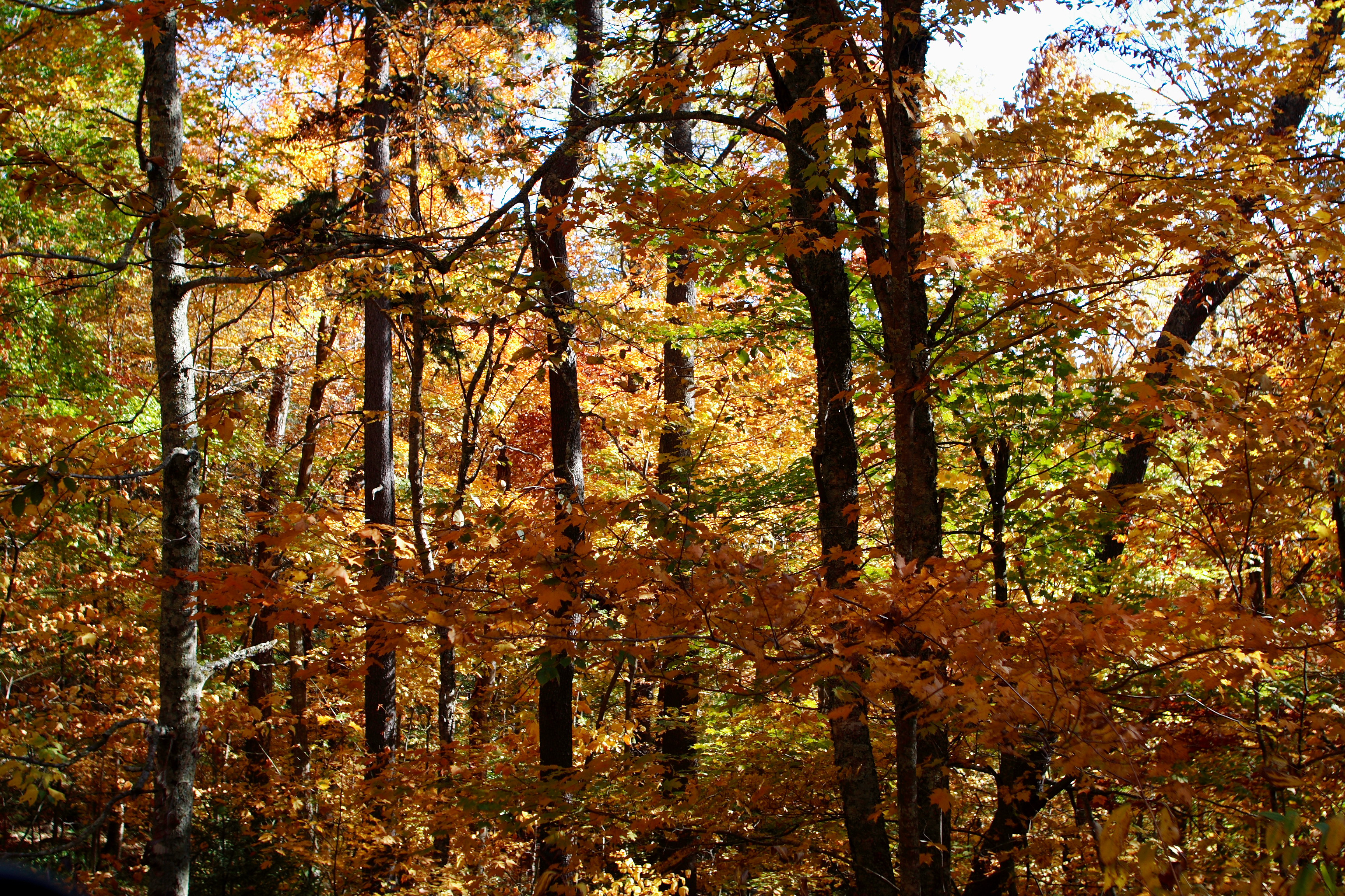 Fall-trees-forest - West Virginia - ForestWander