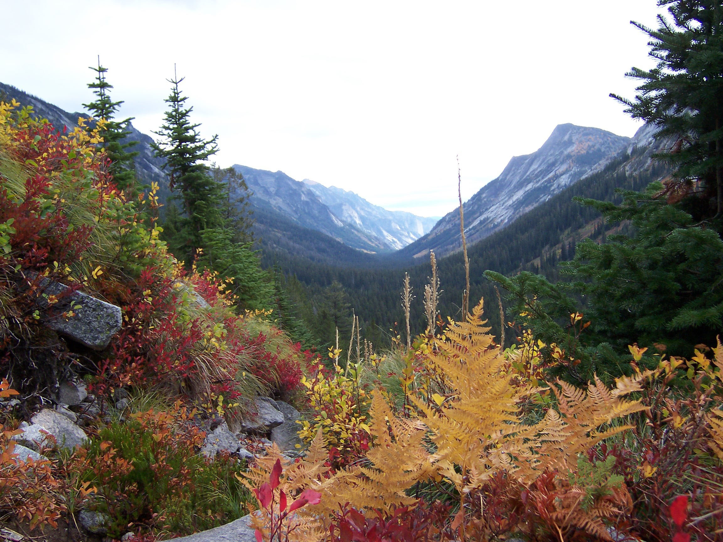 Fall Ferns (5558965241)