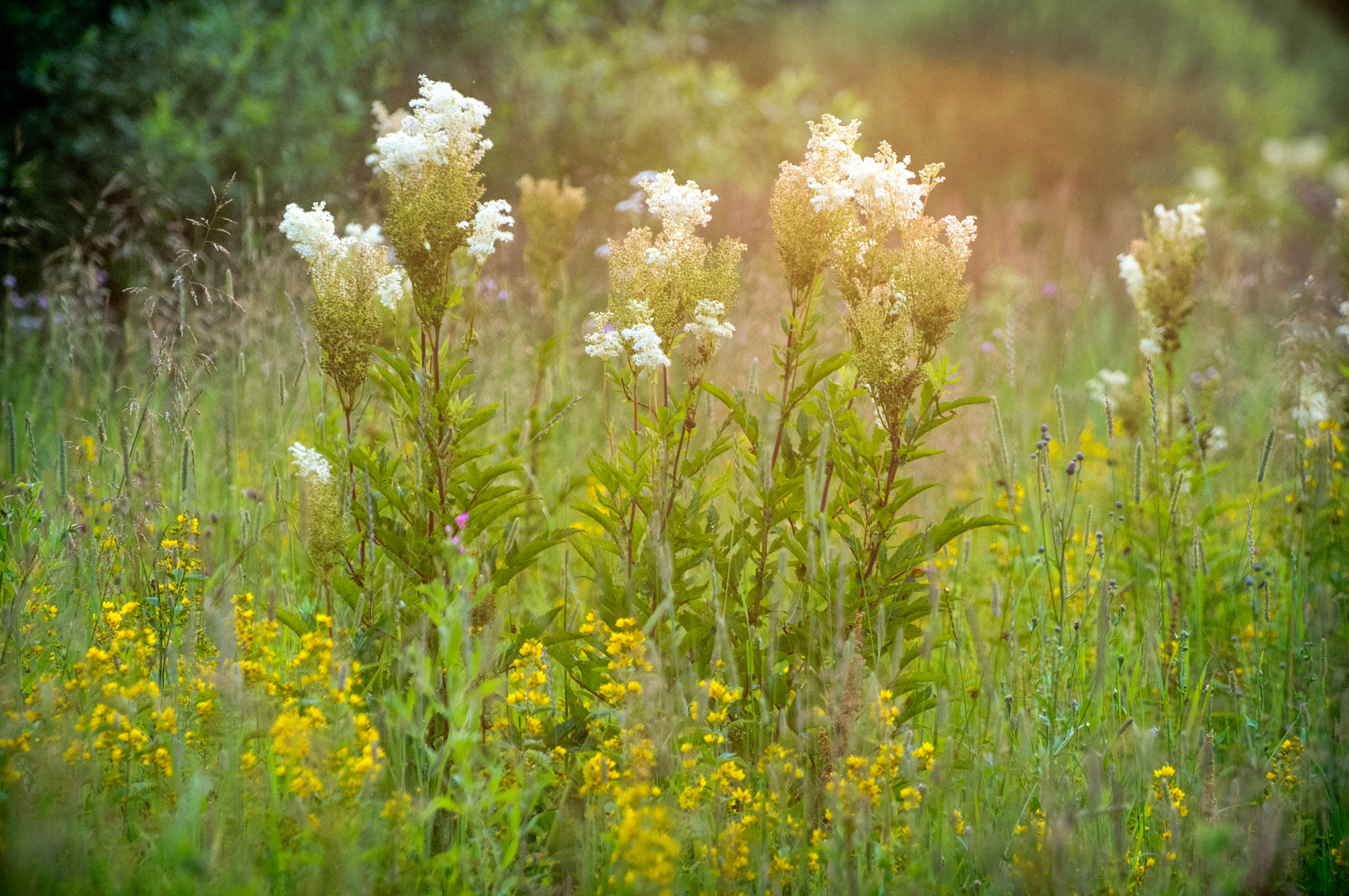 Filipendula sunrise