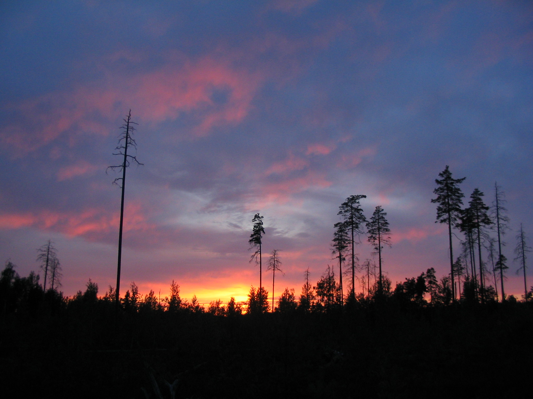 Fire-site near Zelenodolskoje lake, July 2004 - panoramio