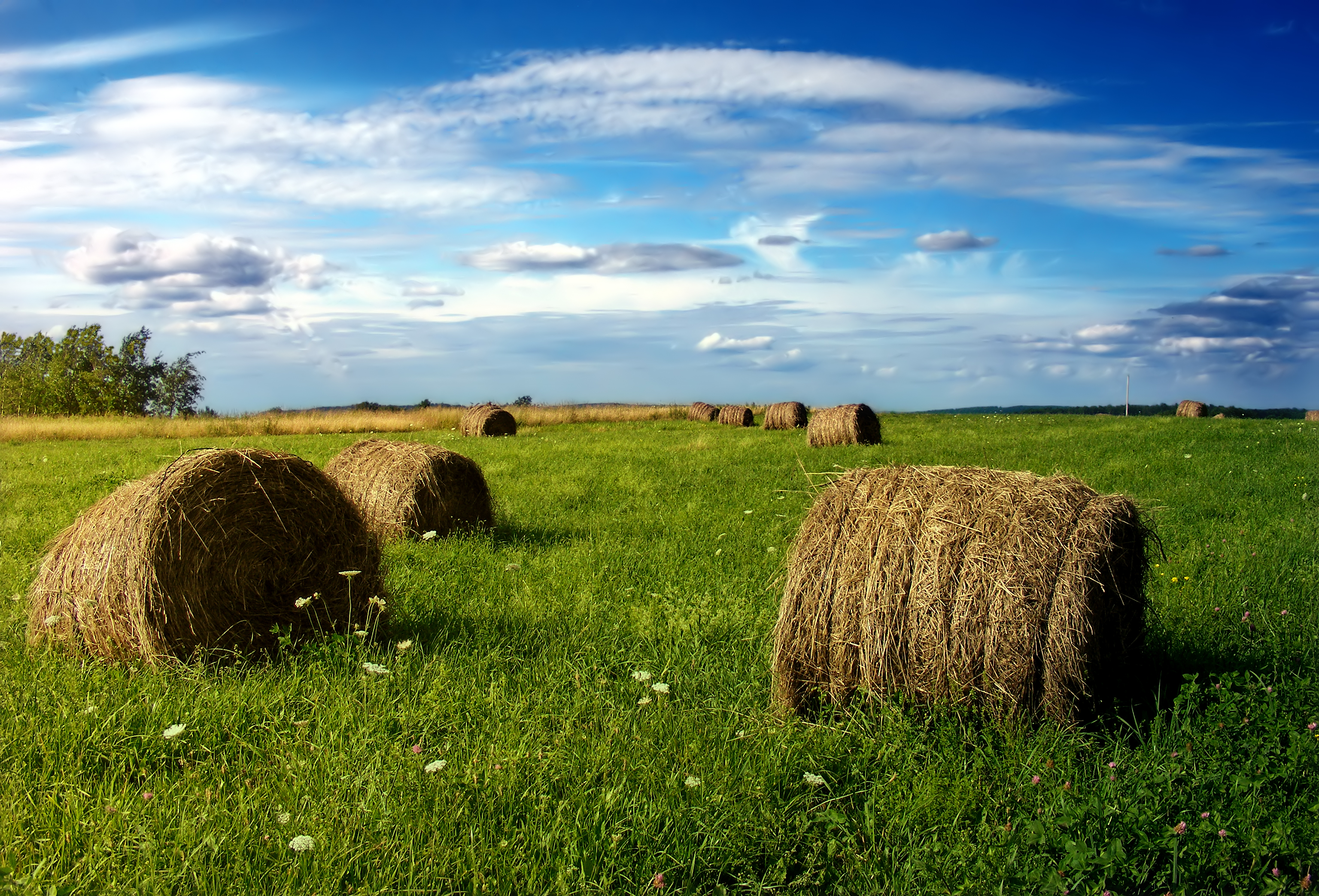 Flickr - Nicholas T - Baled