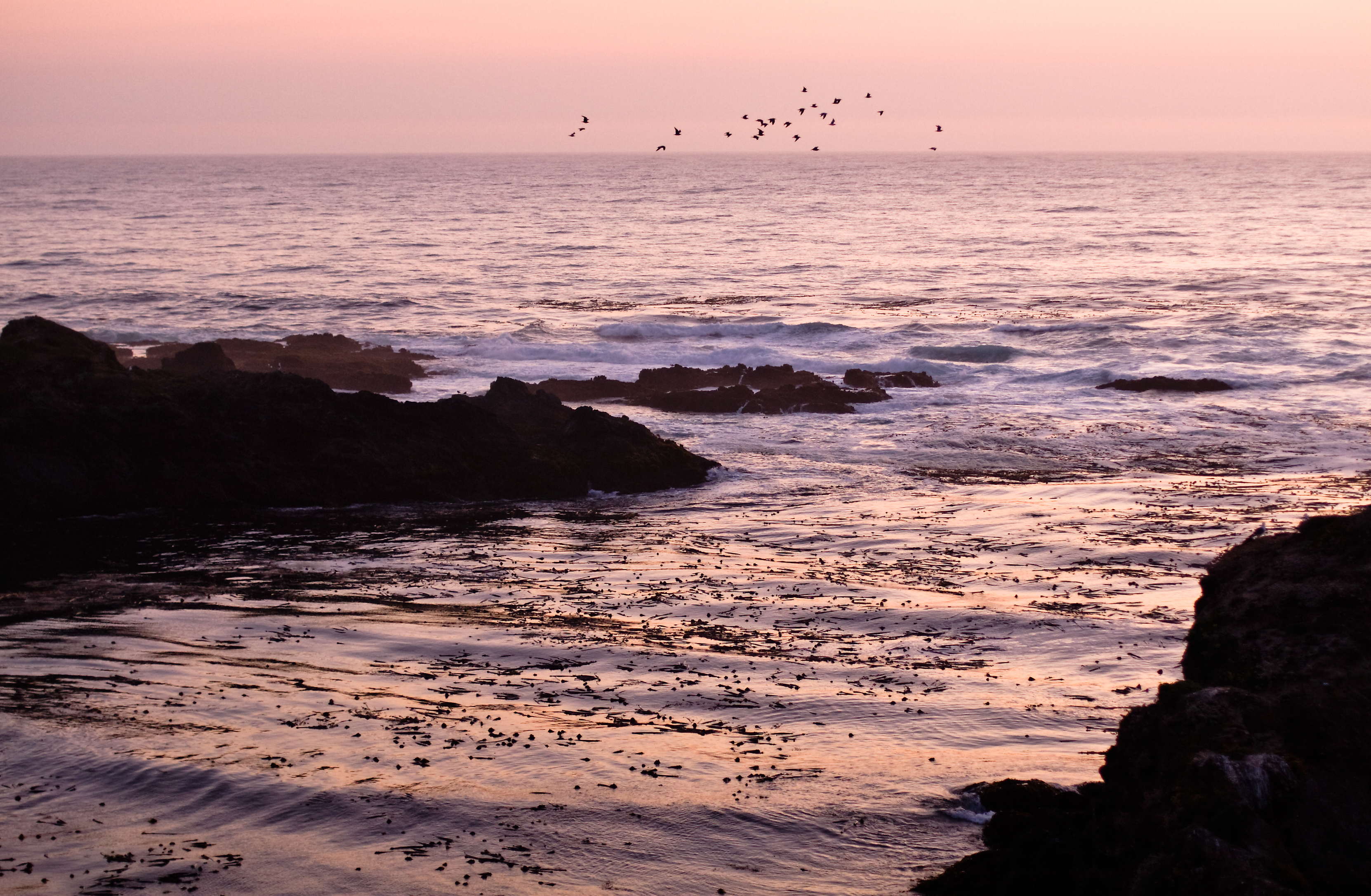 Flock of birds at sunset (3854509401)