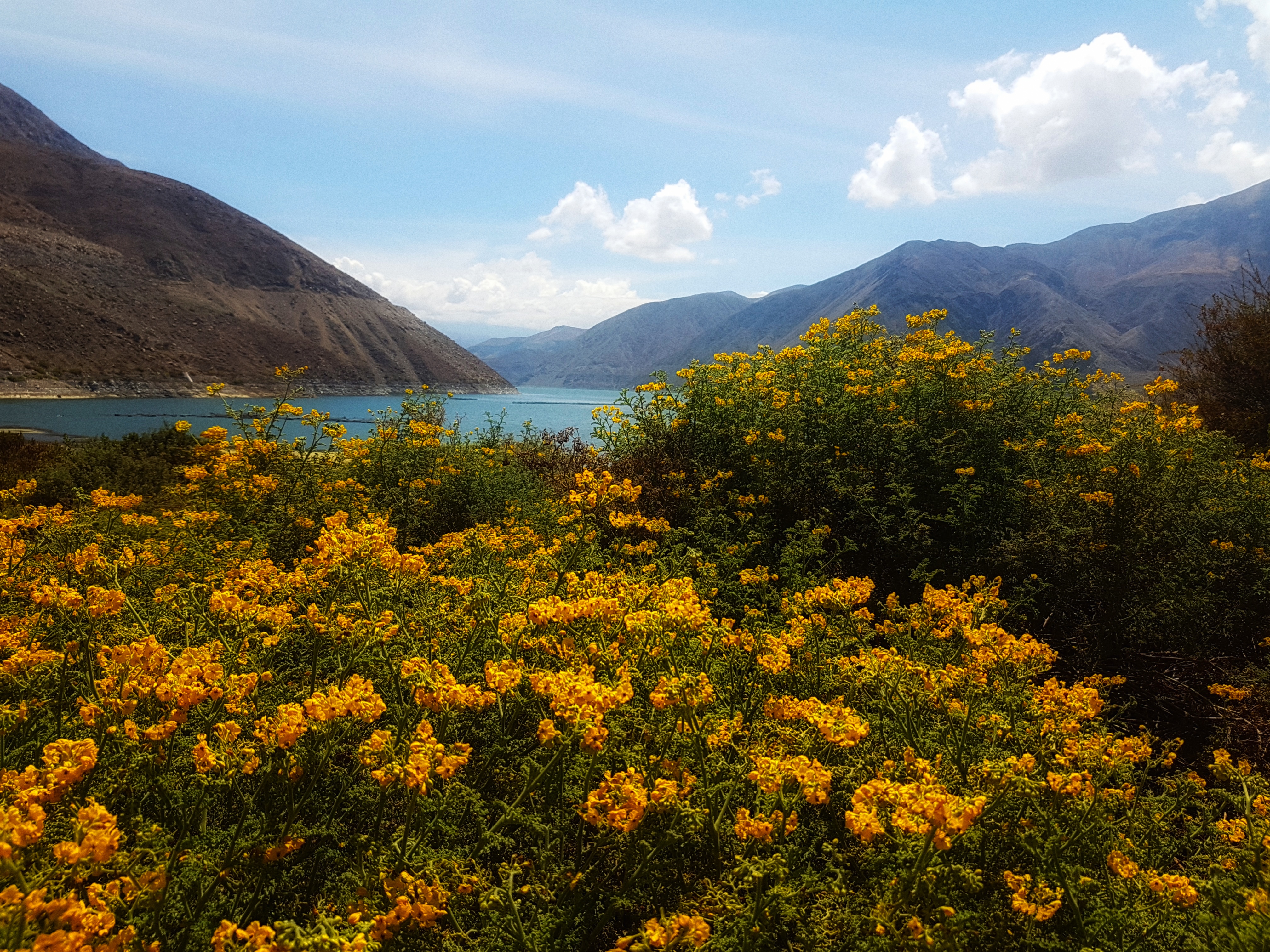 Flora en la Laguna de Aricota