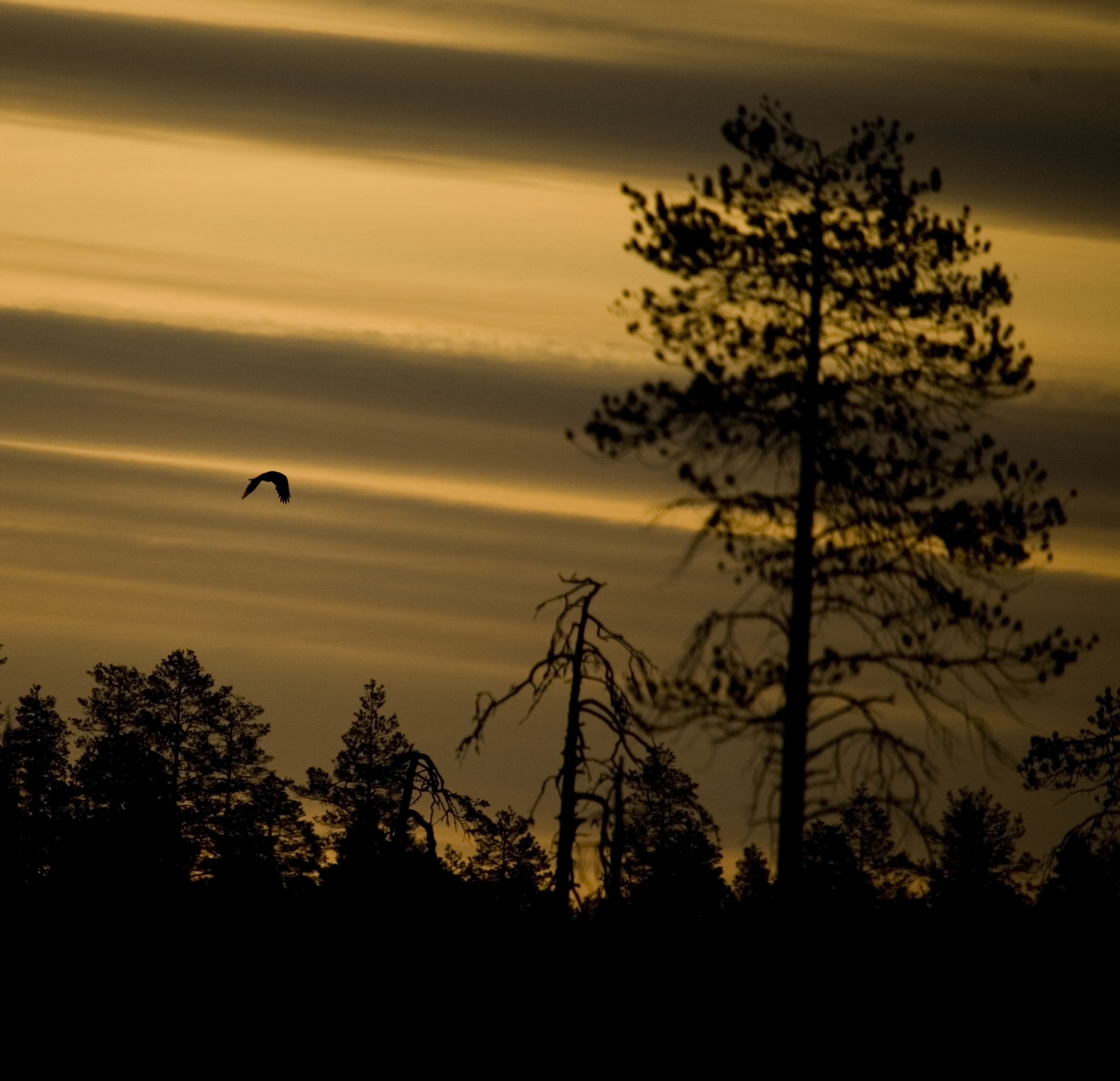 Flying bird2