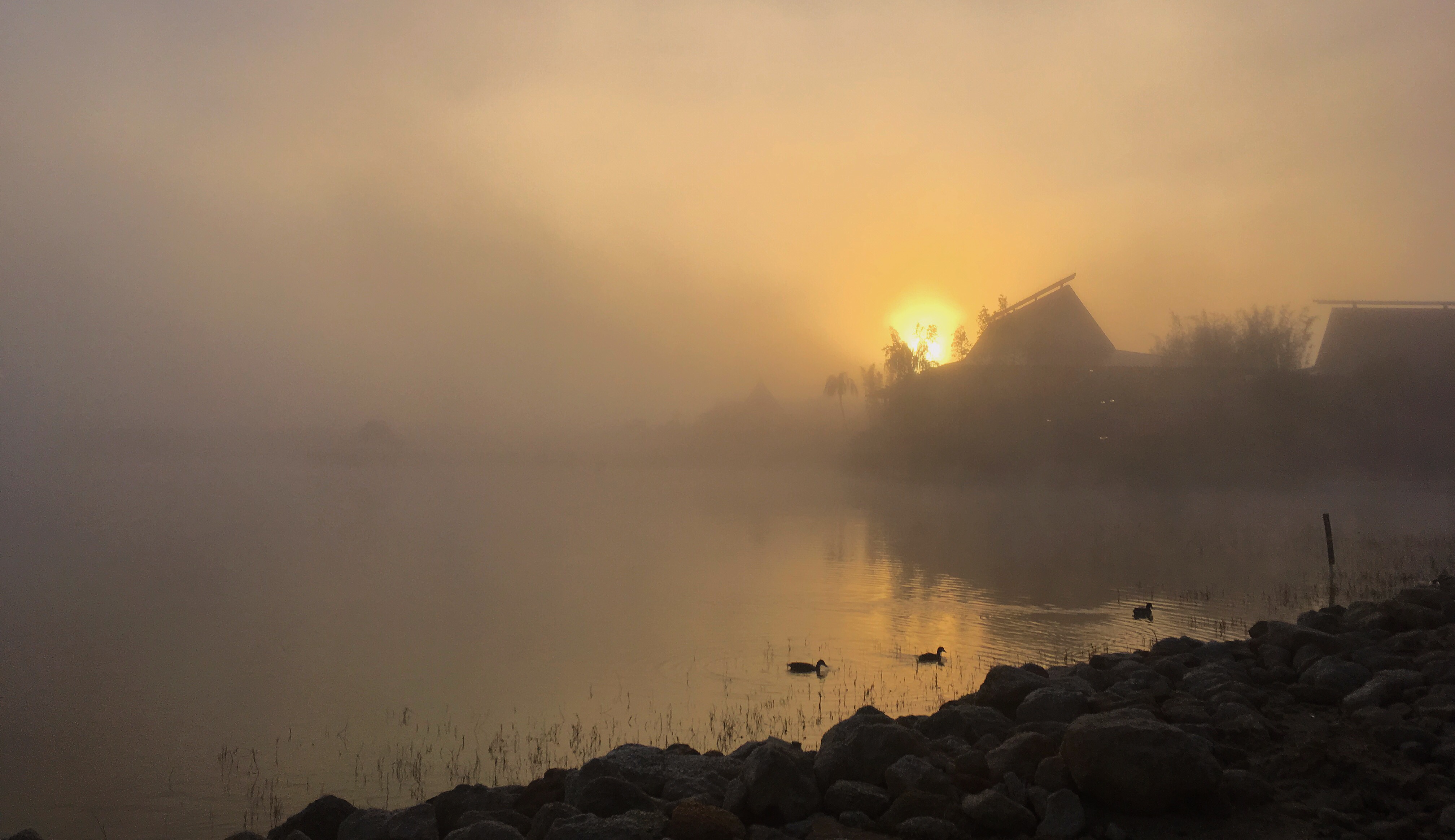 Foggy Beginning (31705654613)