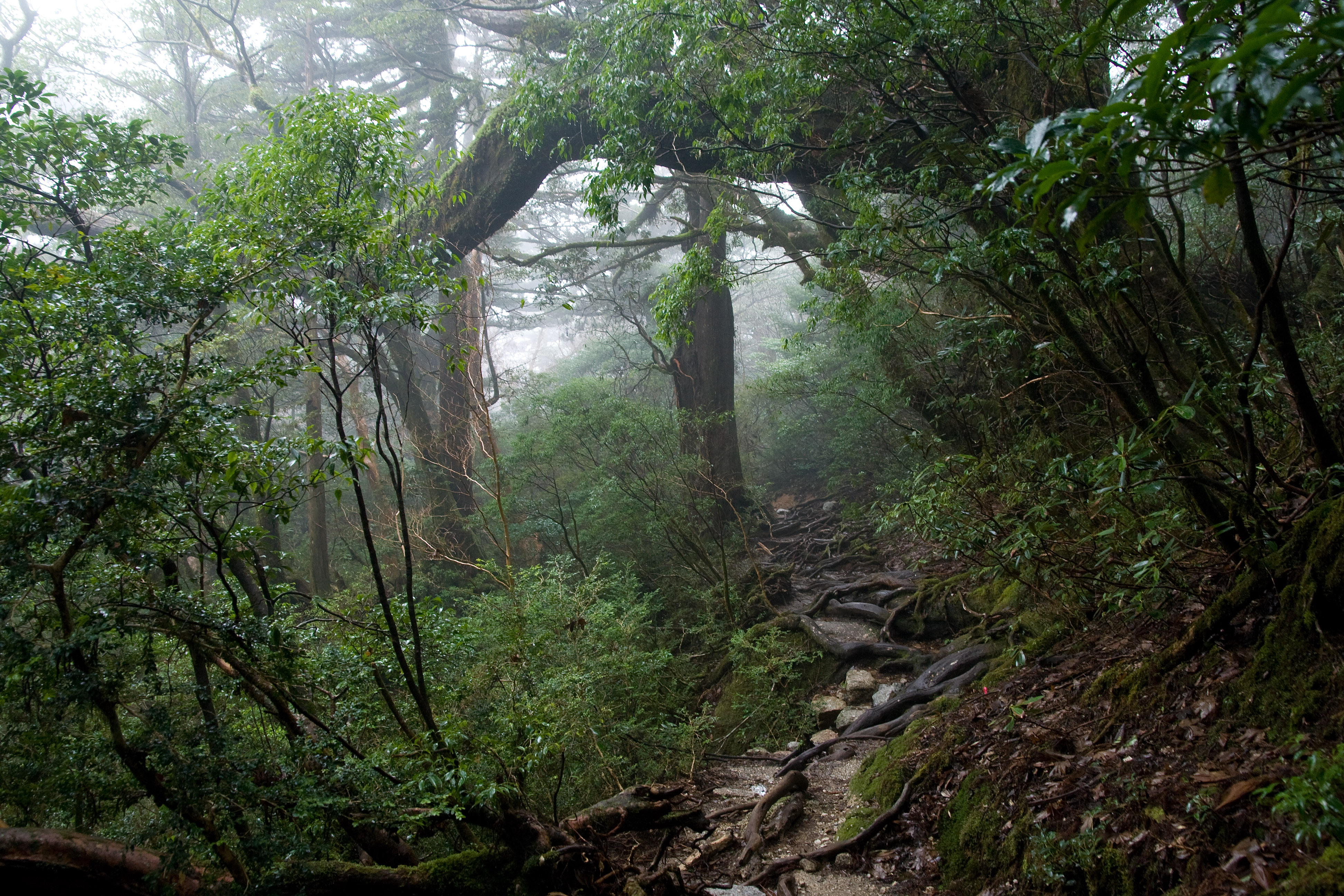 Forest in Yakushima 61