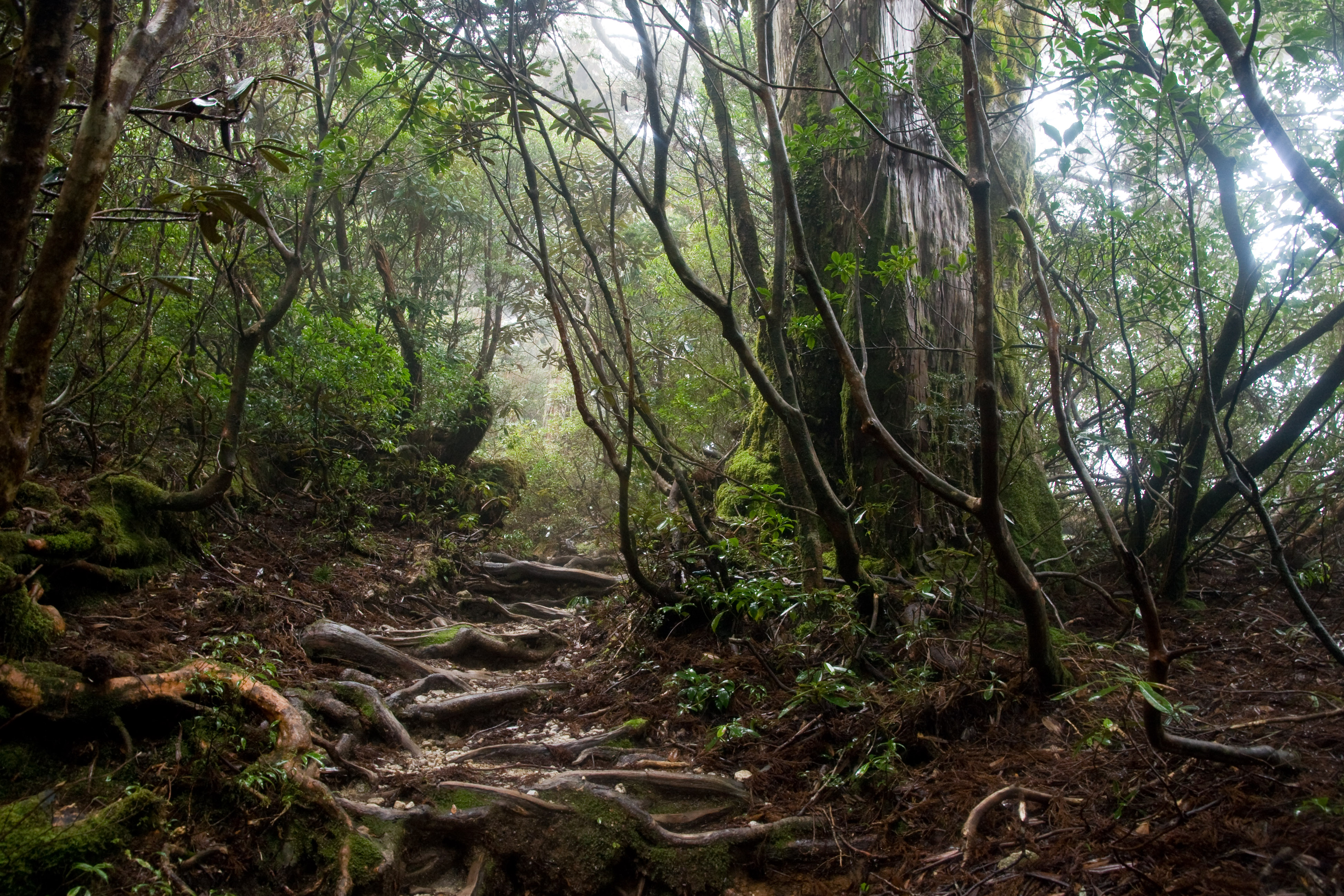 Forest in Yakushima 75