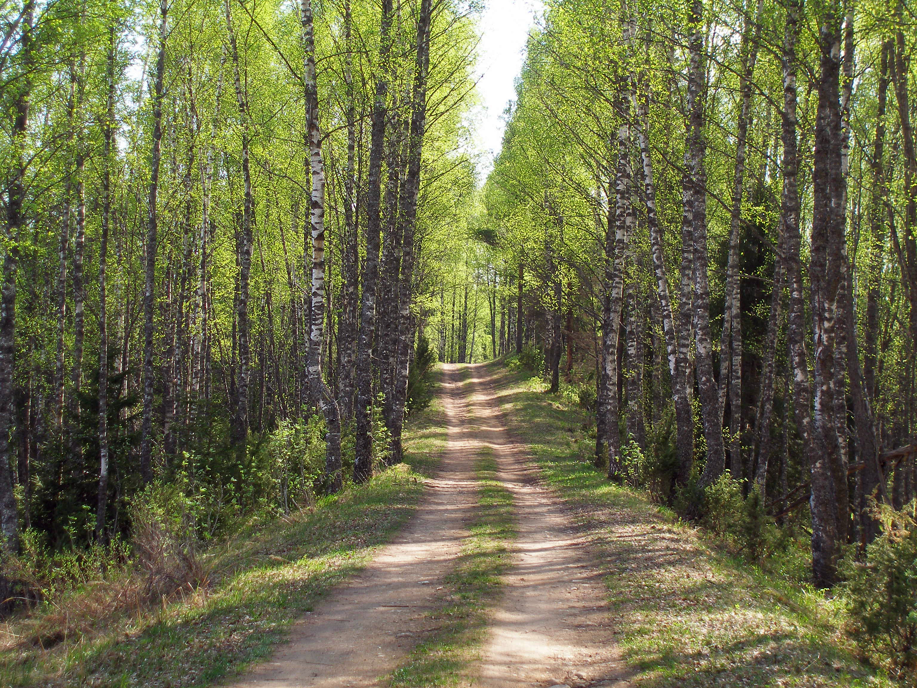 Forest trail in Põhja-Kõrvemaa, May 2010