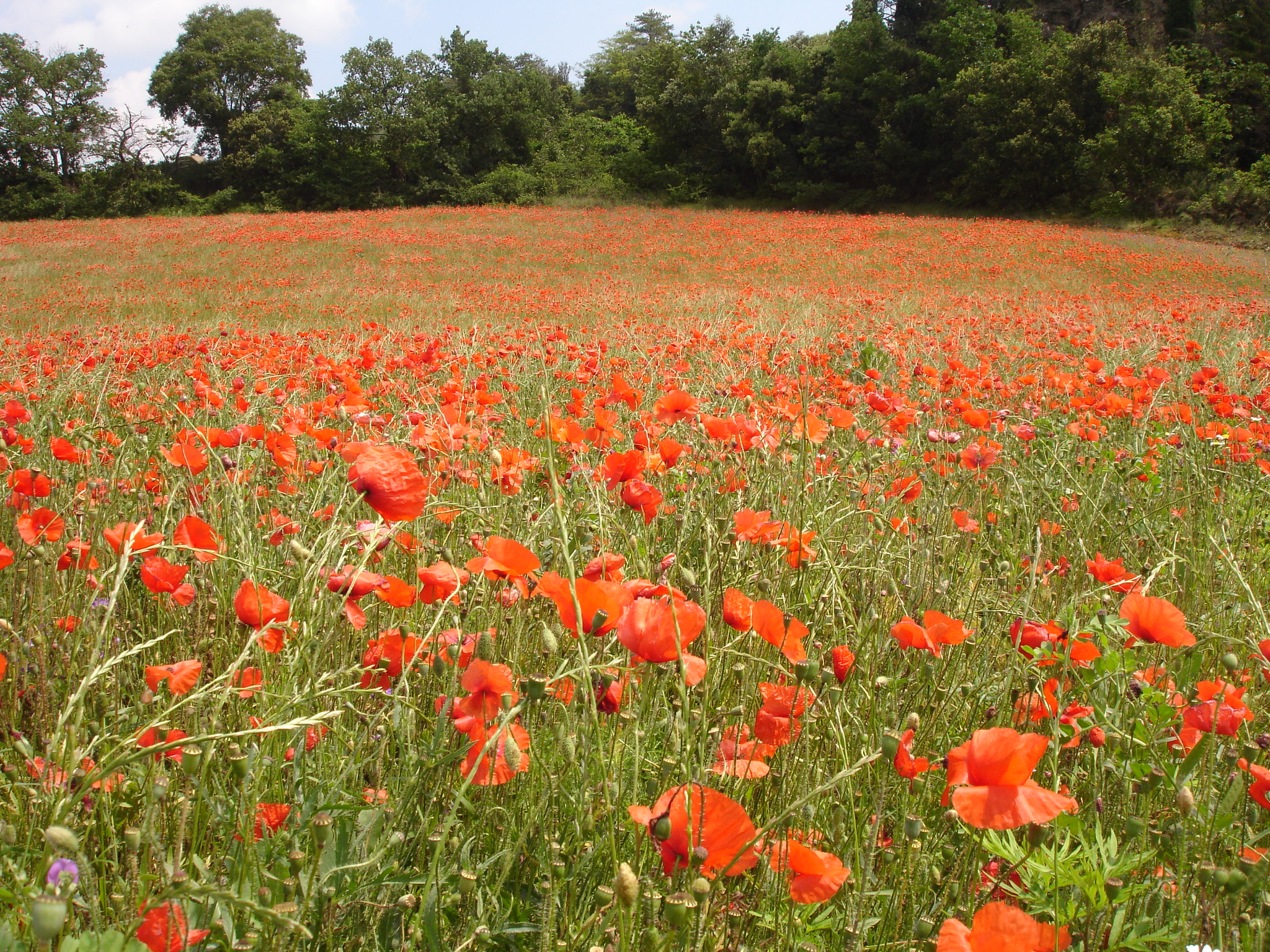 France aude limoux coquelicot