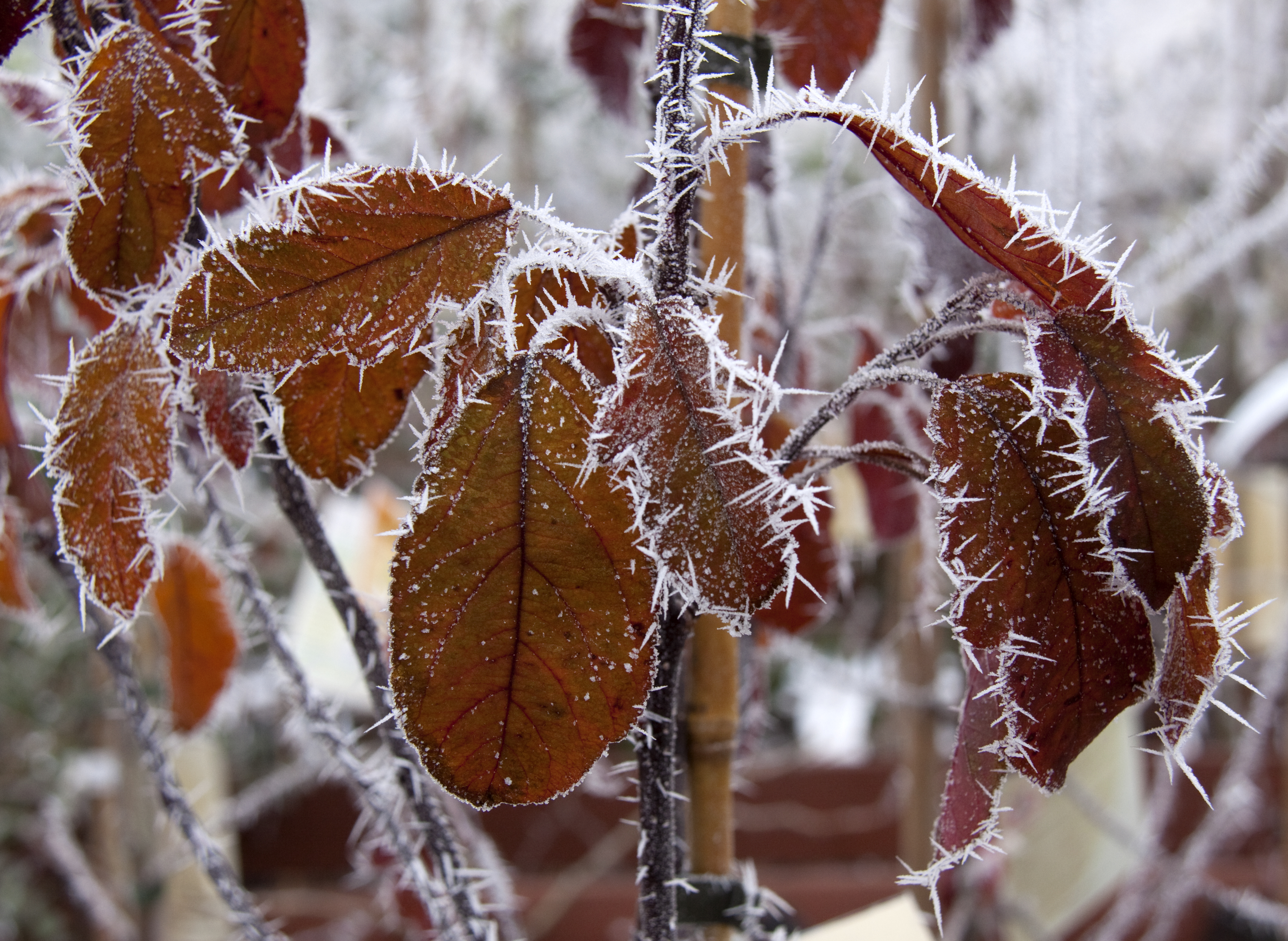 Frosted Leaves 6 (5237509079)