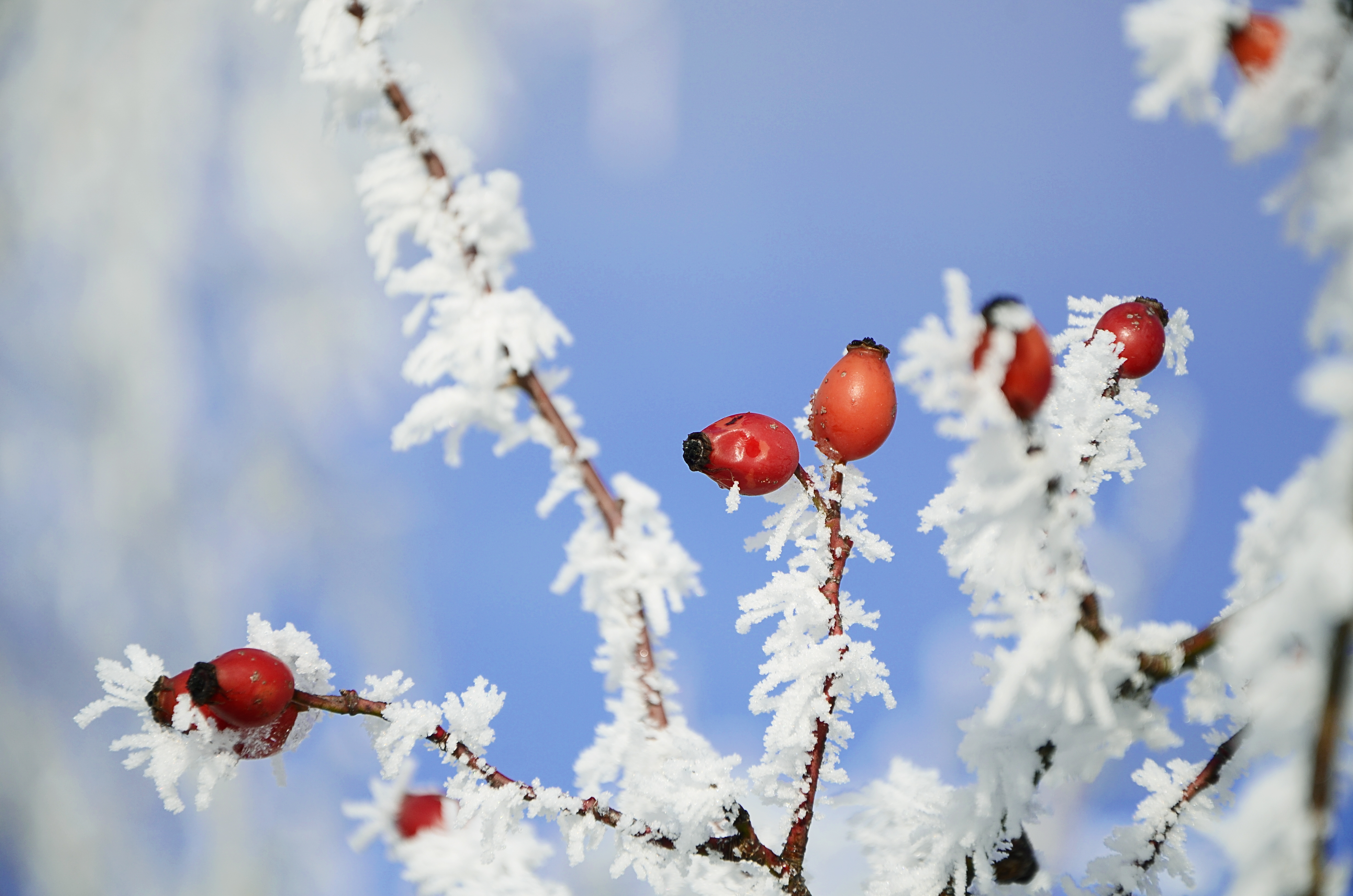 Frozen rose hip (32079371256)