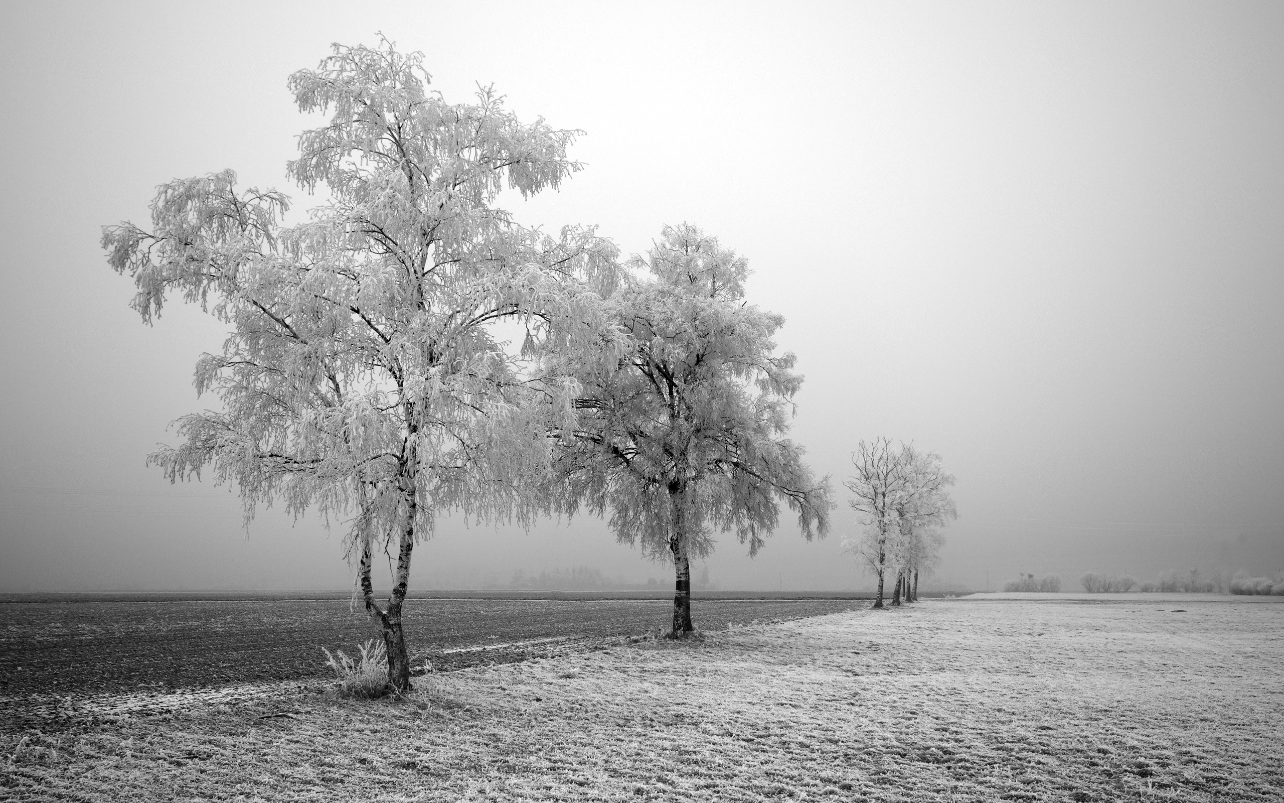Frozen trees-2560x1600