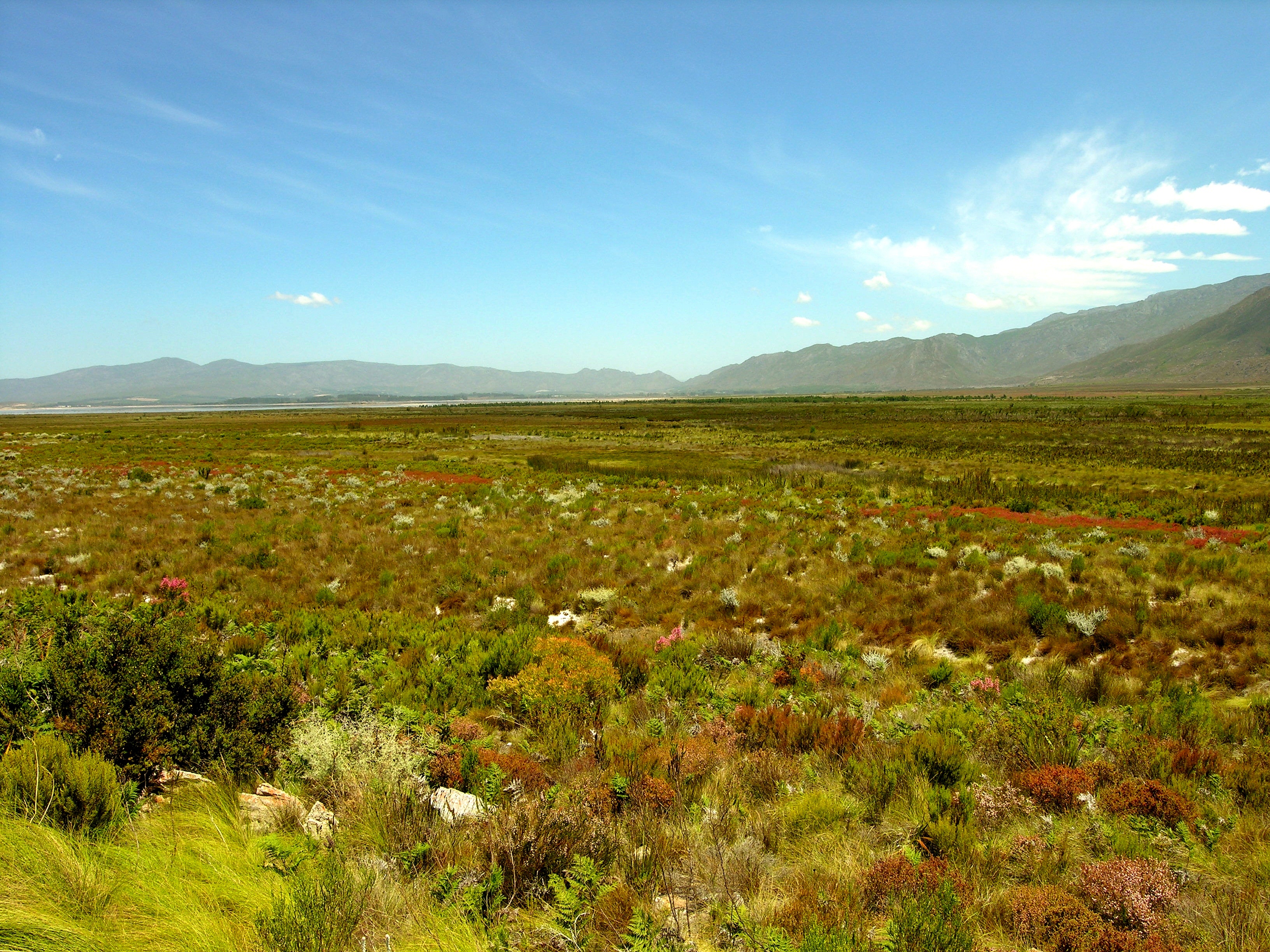 Fynbos-landscape-2