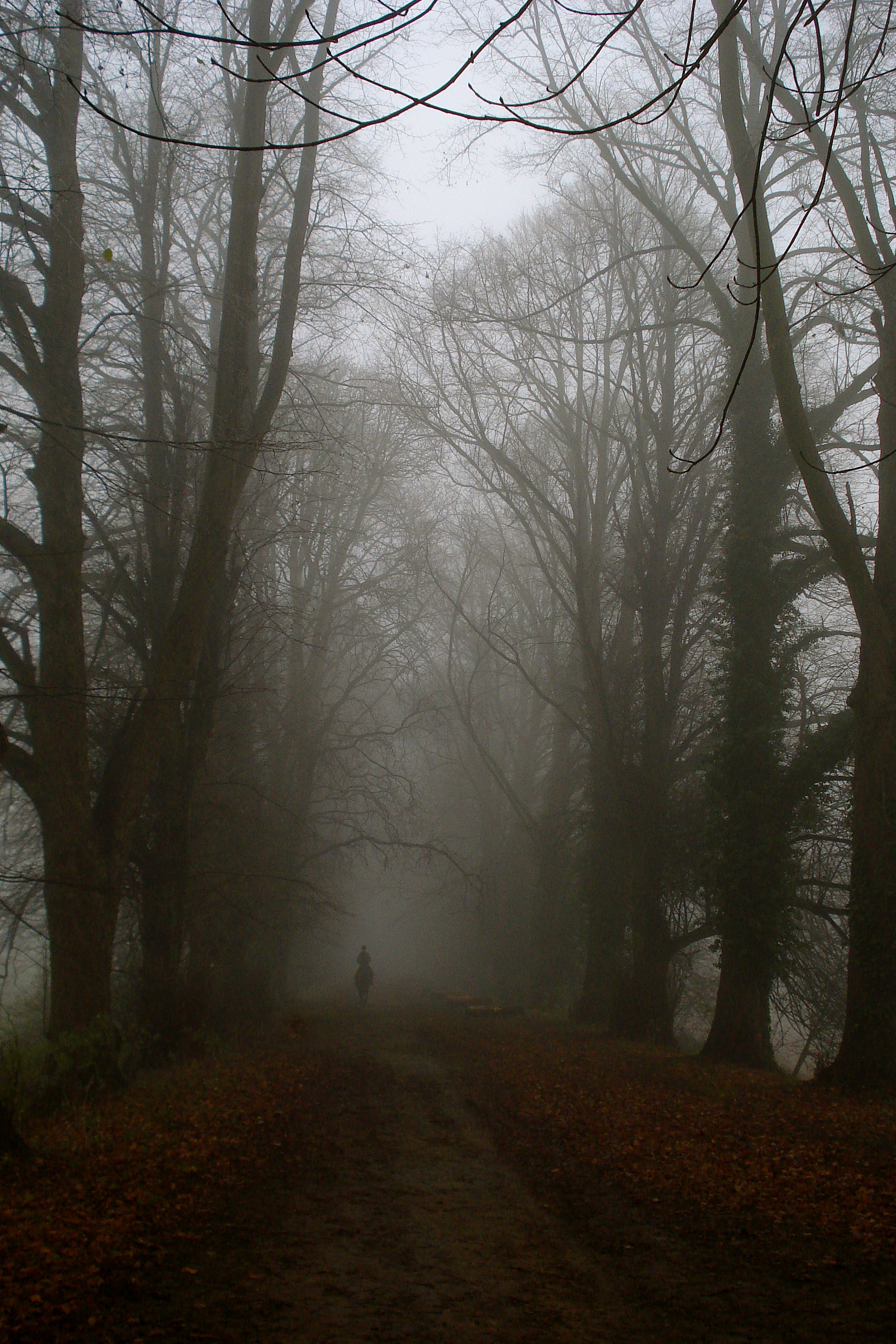Ghost rider in the mist