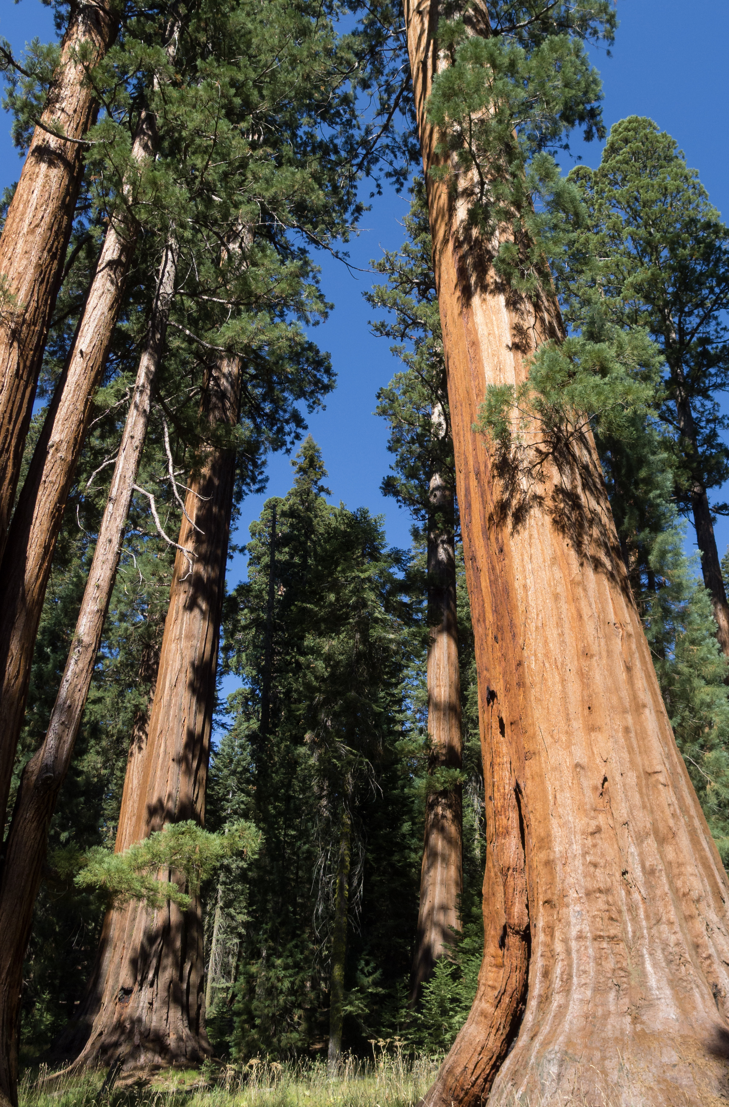 Giant sequoias in Sequoia National Park 02 2013