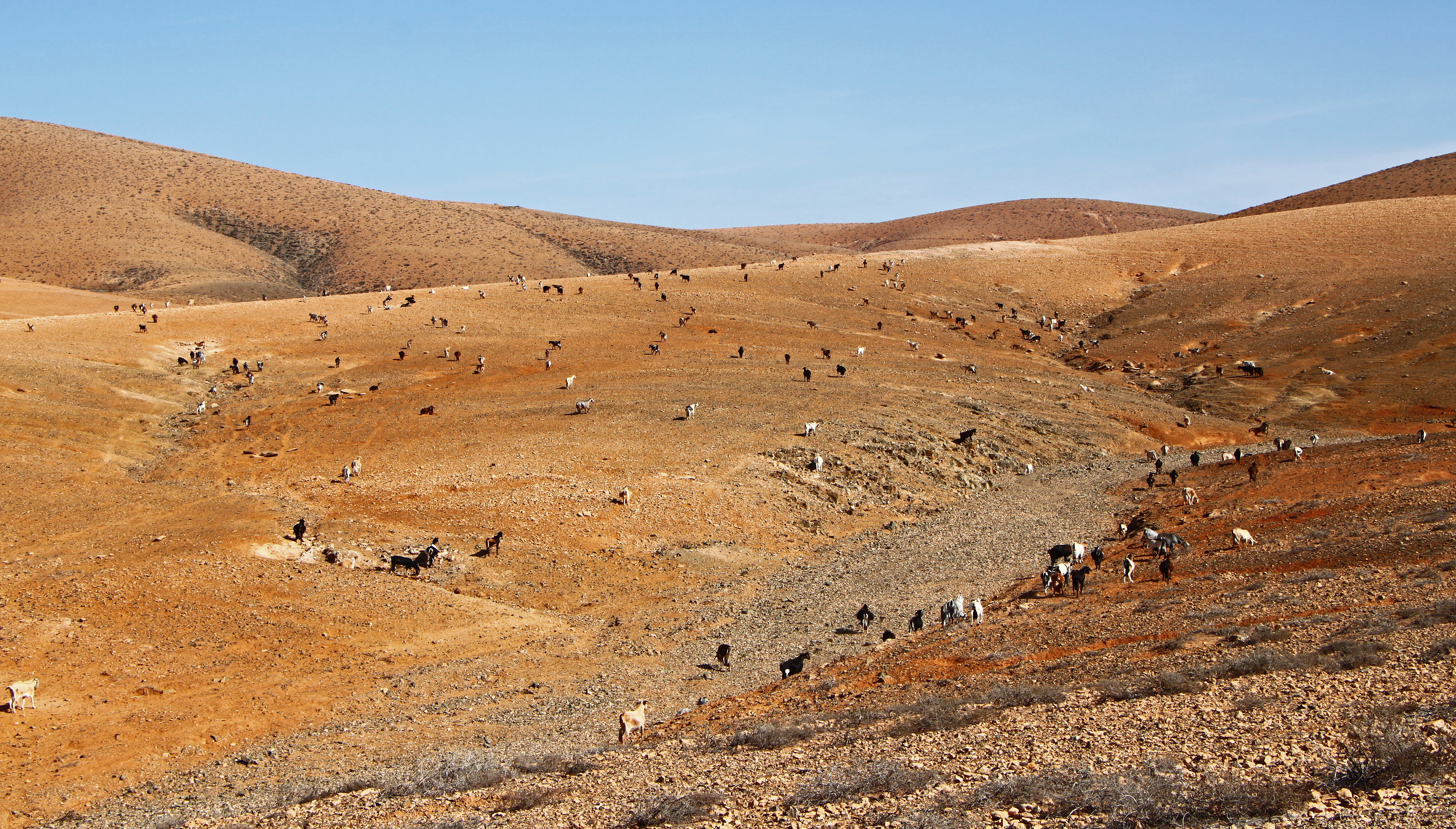 Goats - Fuerteventura