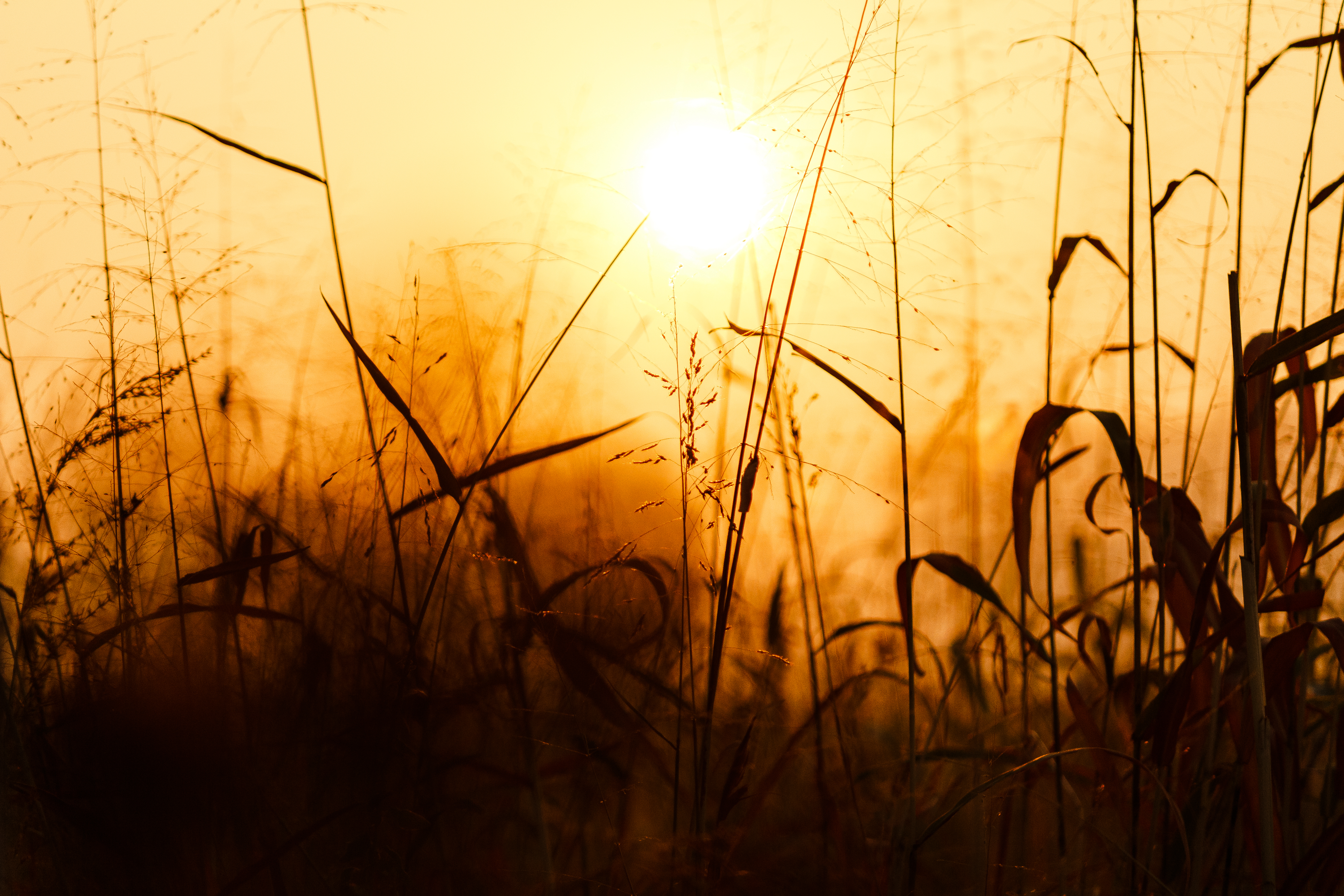 Golden Time