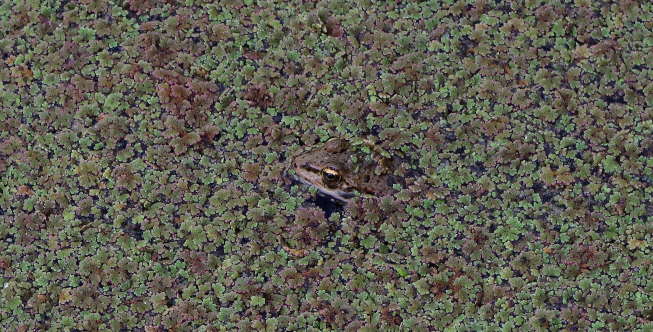 Grenouille camouflée
