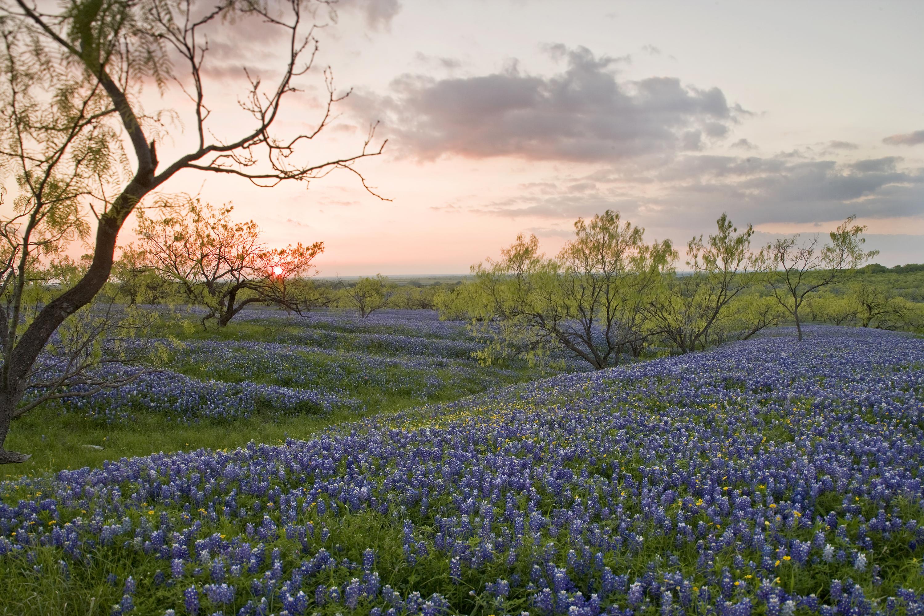 Gulf Coast Prairie LCC (14281044052)
