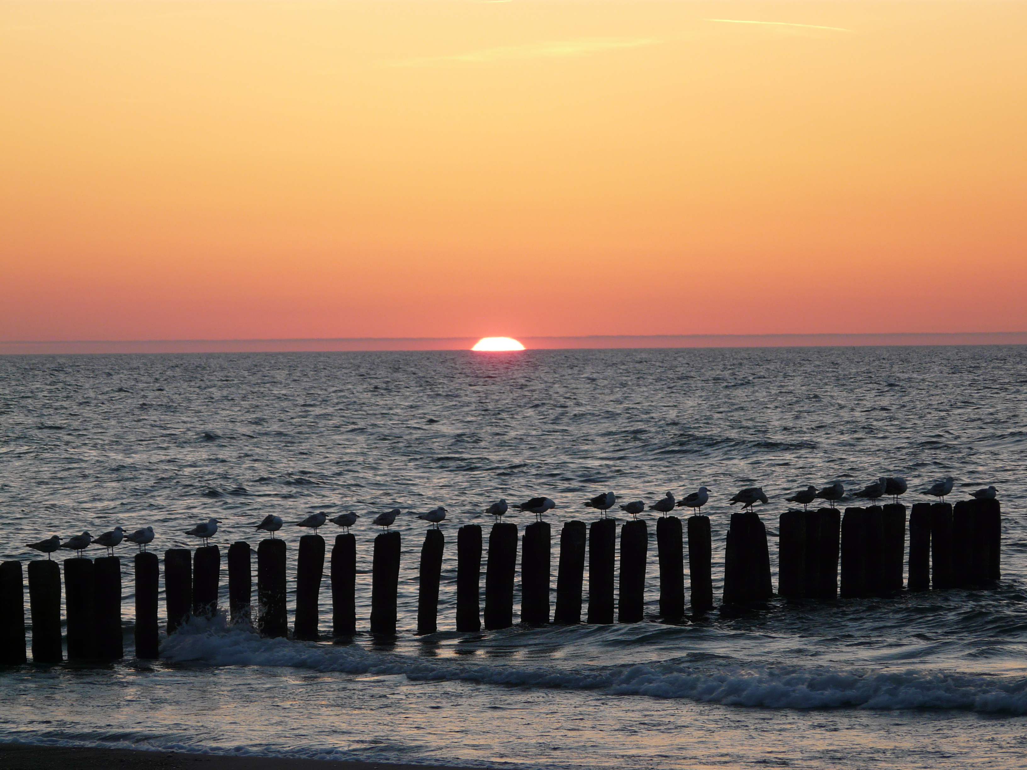 Gulls on a Polish Baltic coast - 11