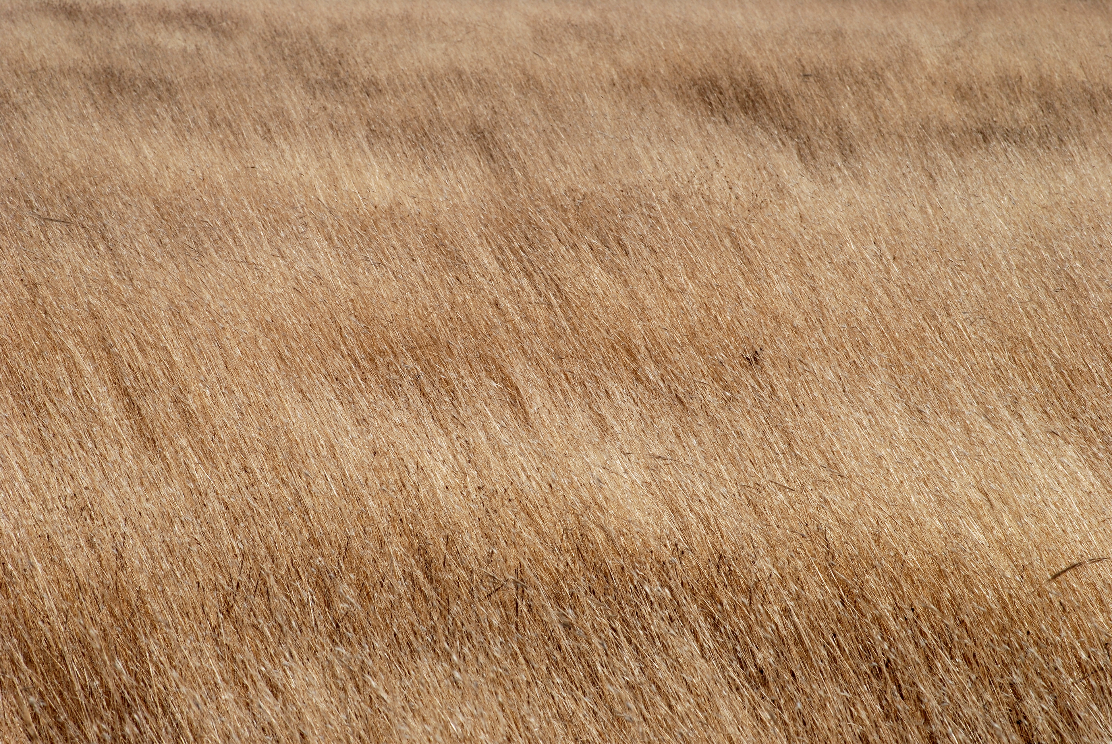 Harvest-field August 2010-1