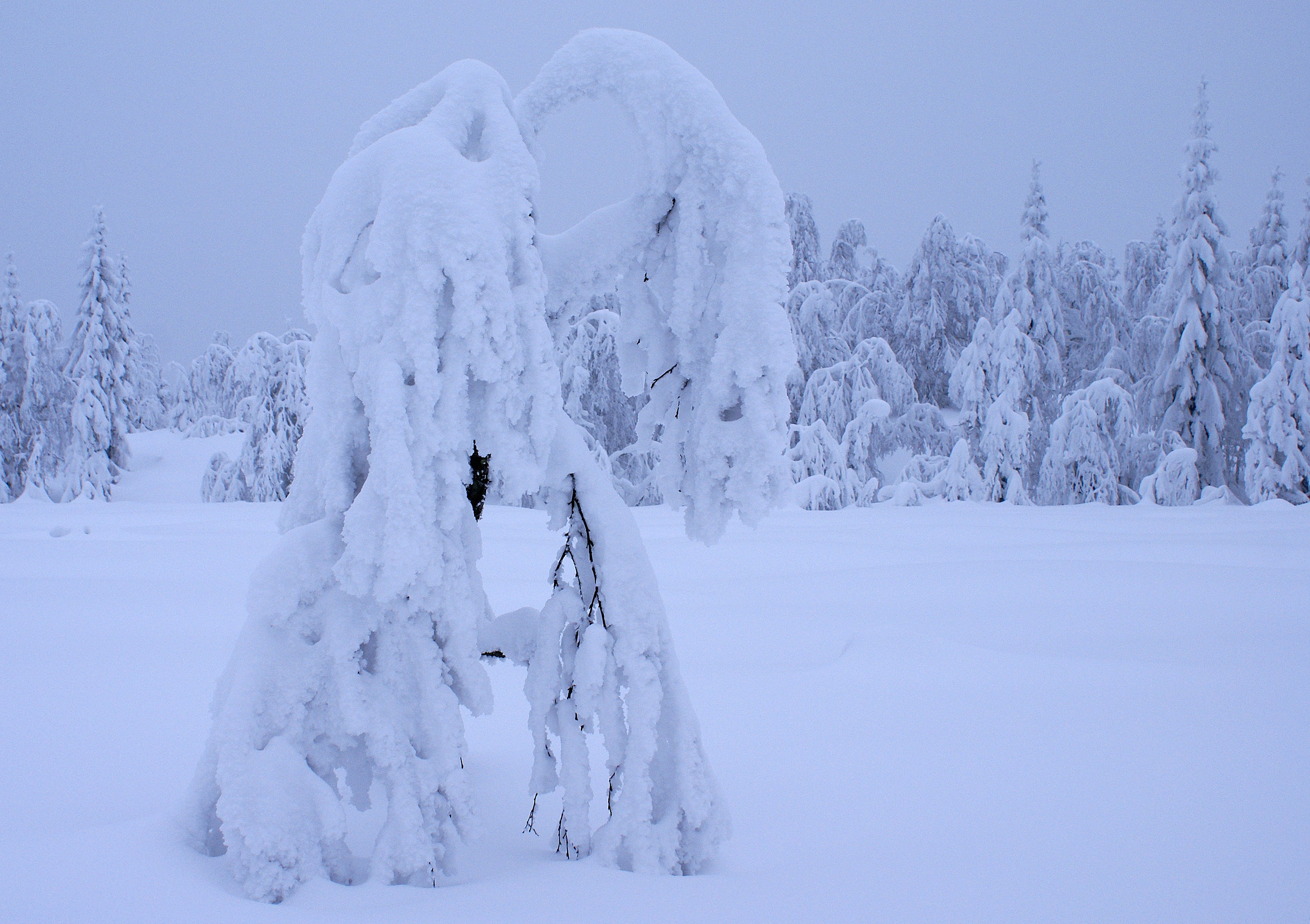 Heavy snow - 1 (3261000420)