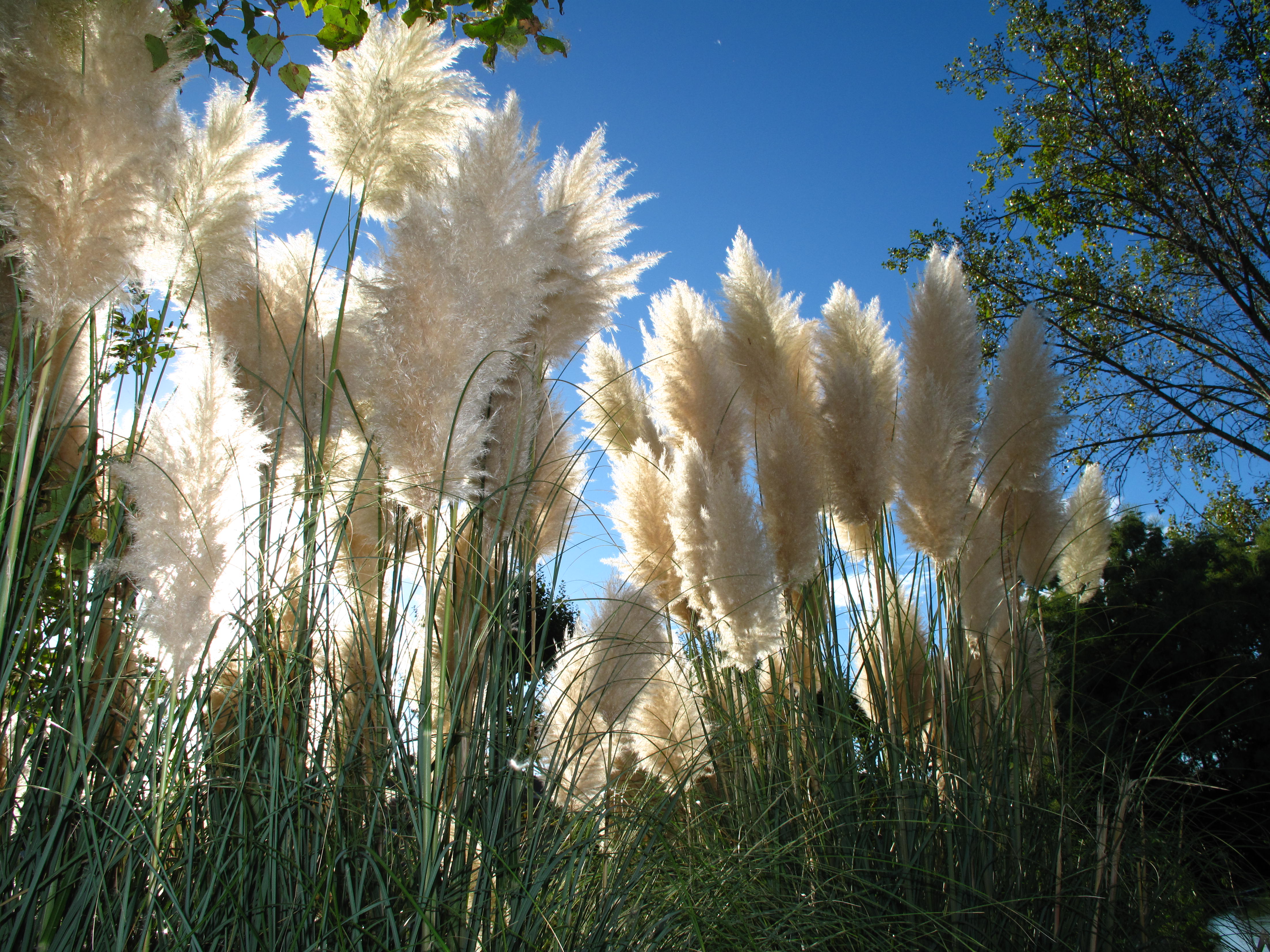 Herbes de la pampa (Capbreton) 1