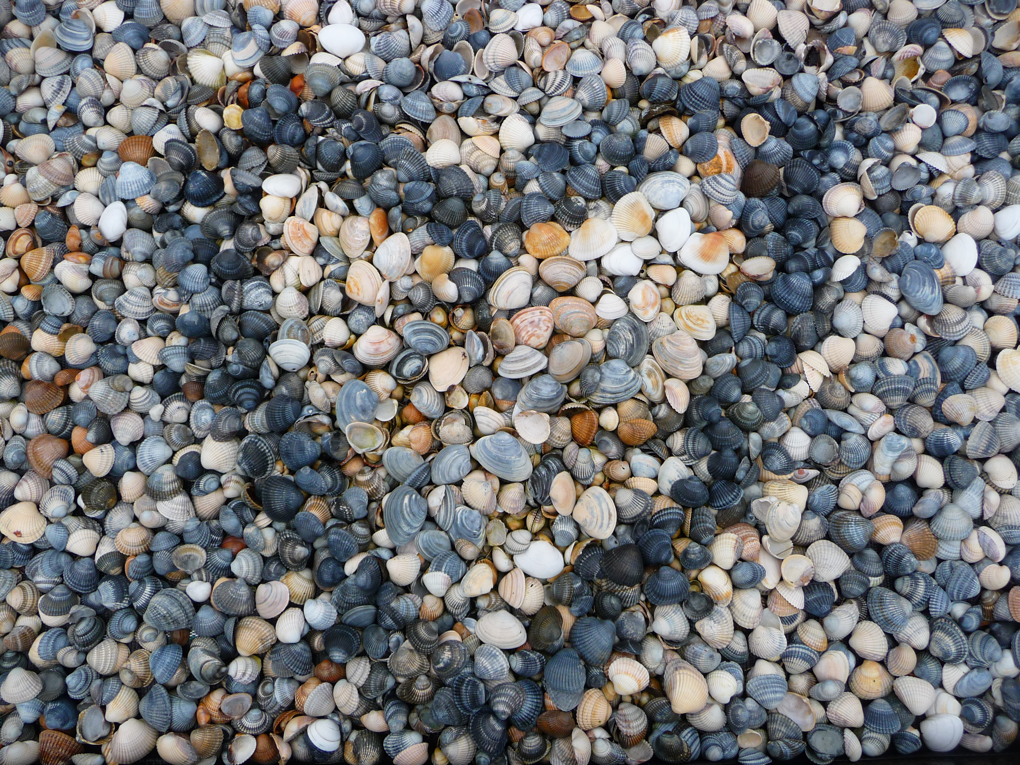 Herz aus Muschelschalen