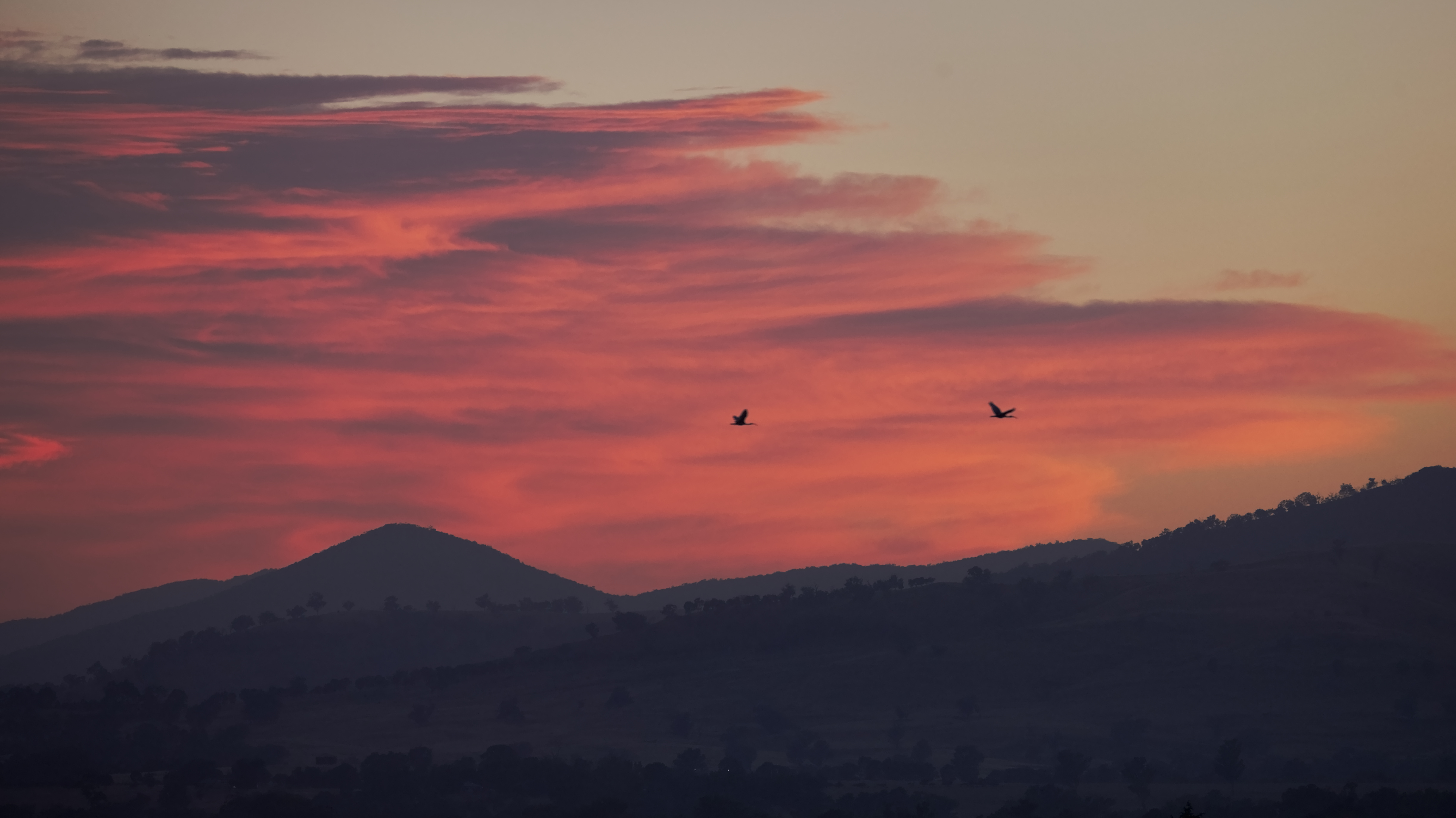 Ibis at sunrise, Albury NSW Australia