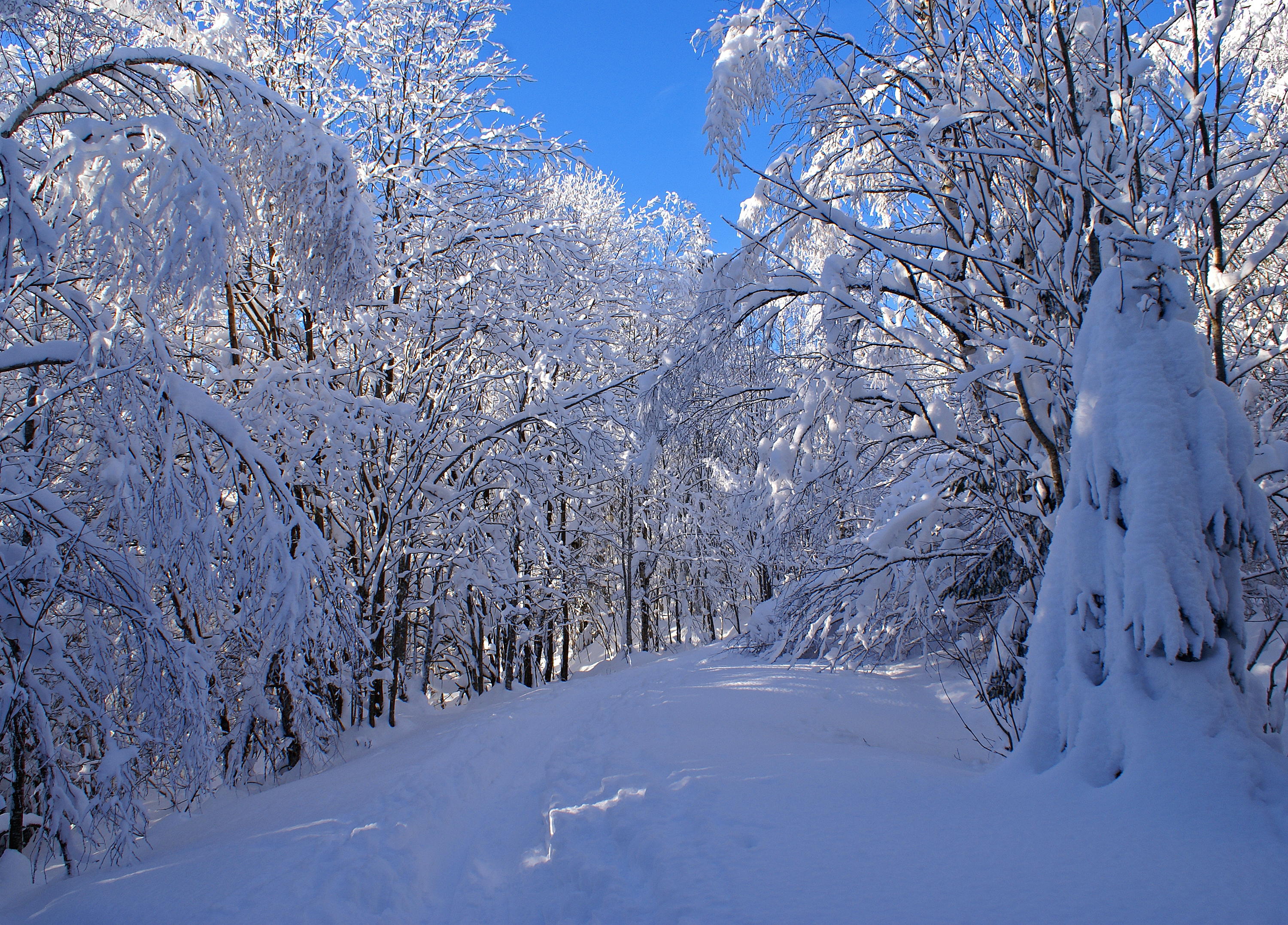 Into the winter forest (3269557541)