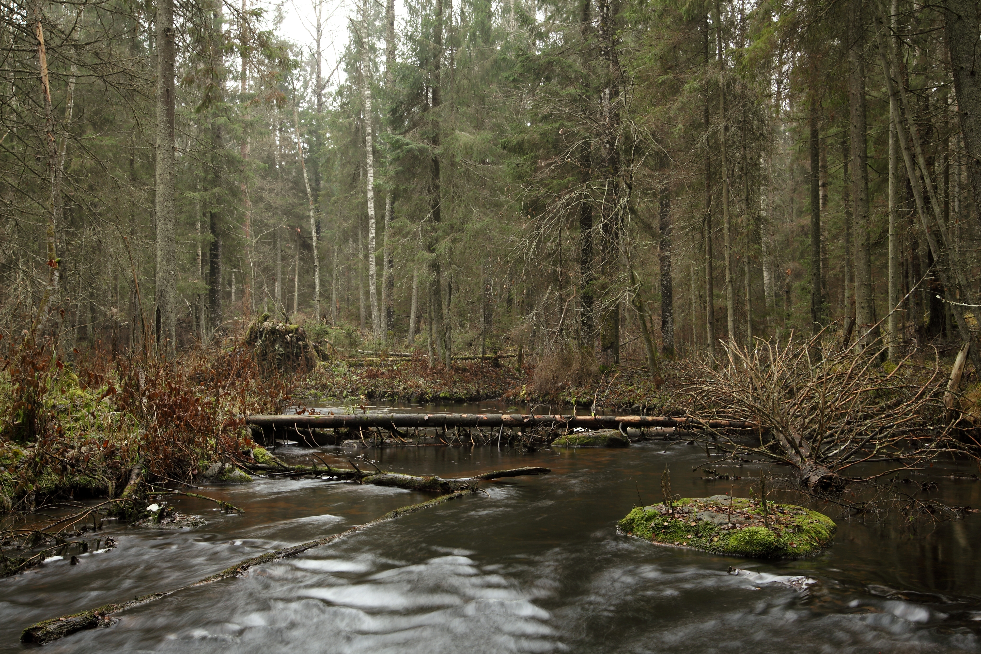 Jänijõgi IV