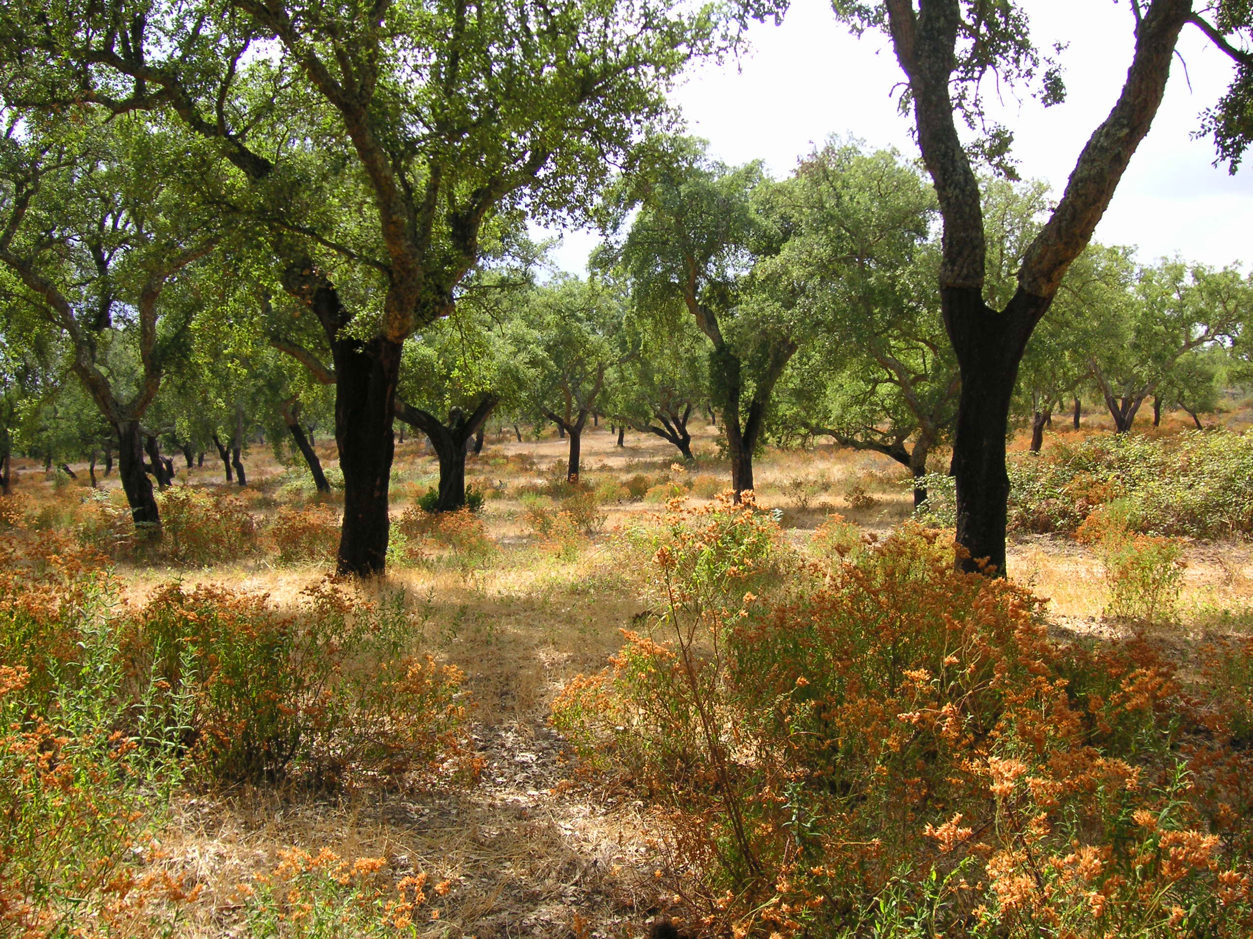 Korkeichenwald bei Evora02