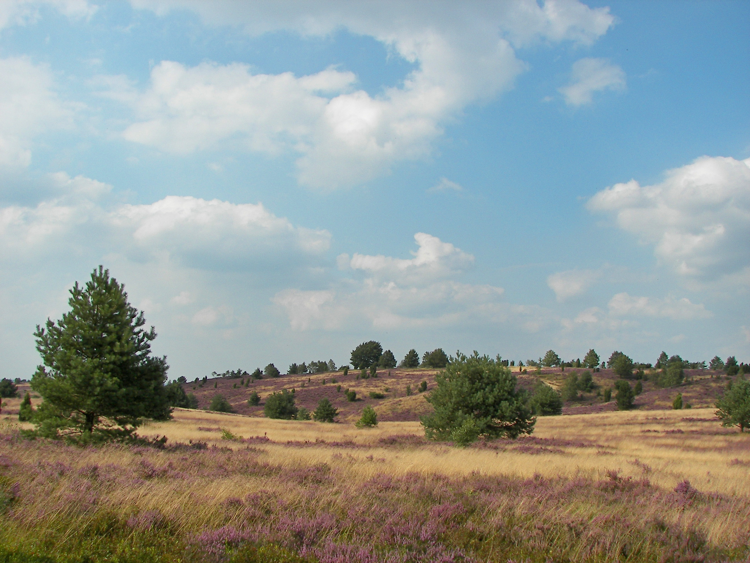 Lüneburger Heide 113