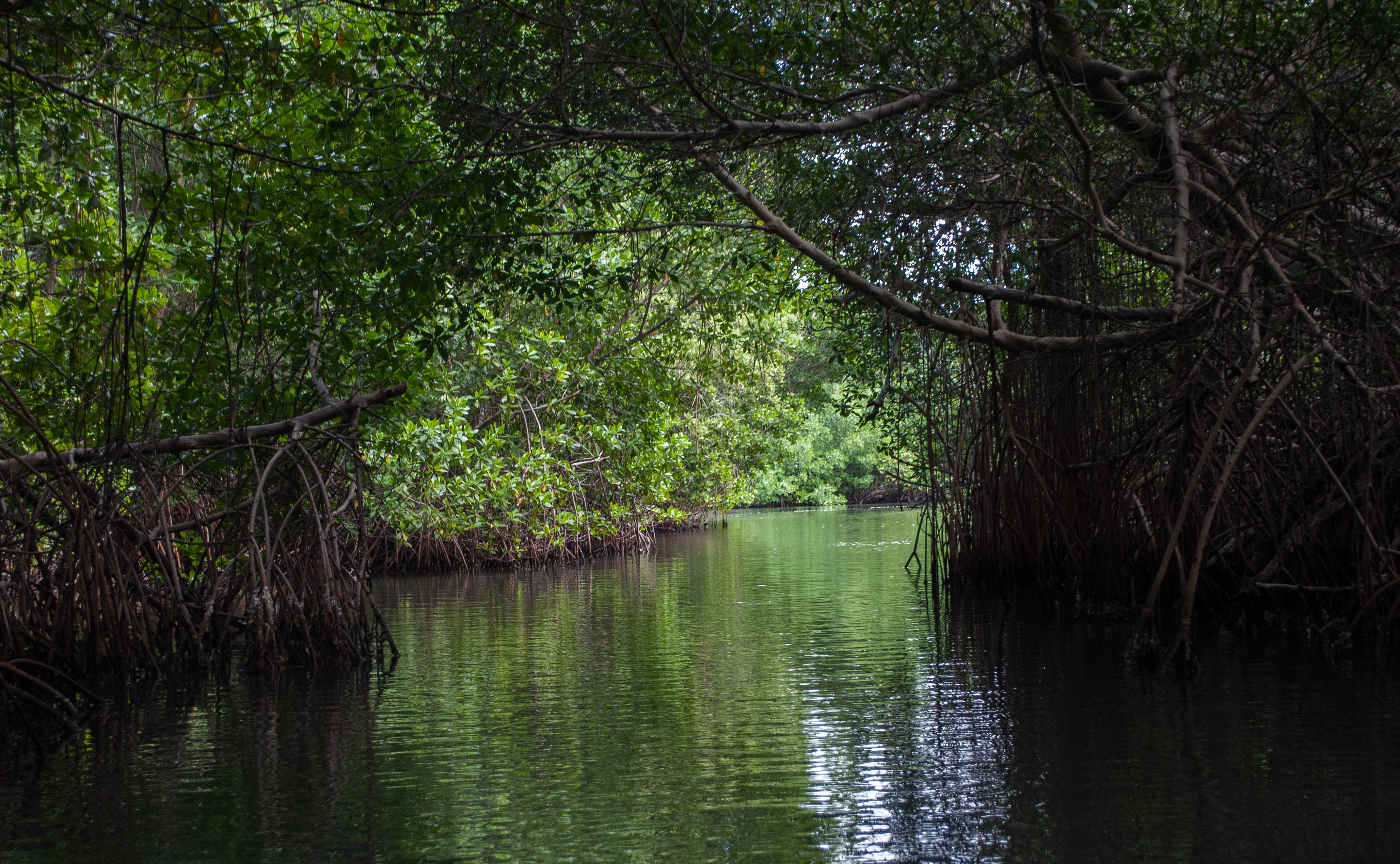 La Restinga Lagoon