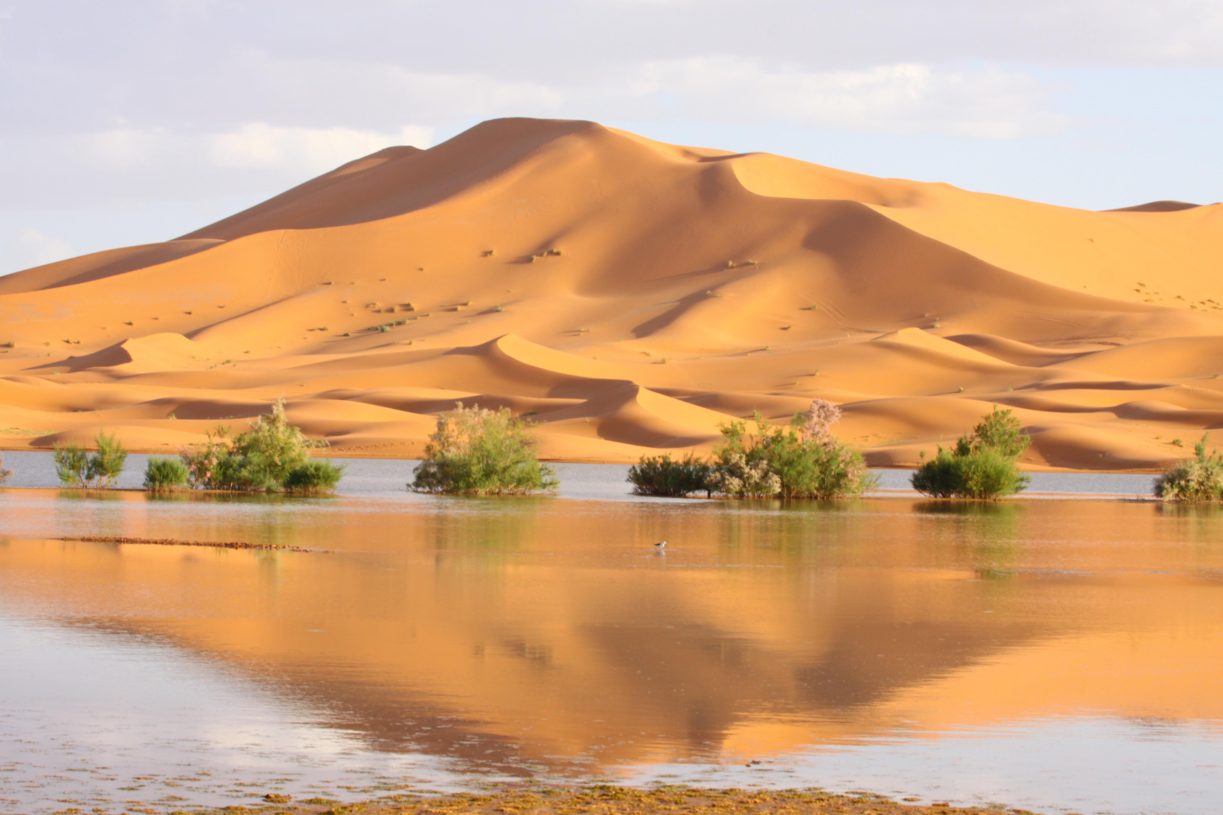Landscape dunes