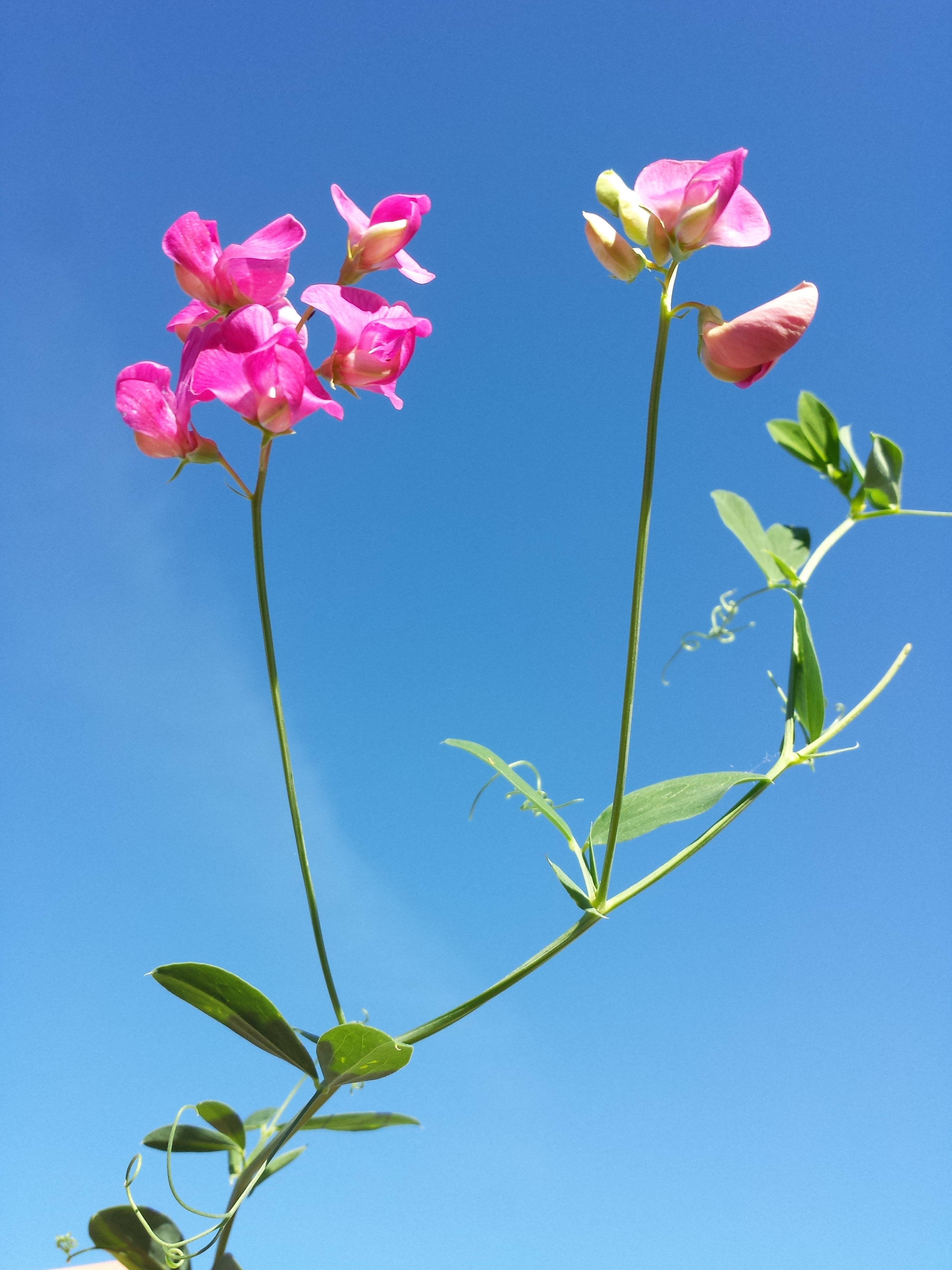 Lathyrus tuberosus sl15