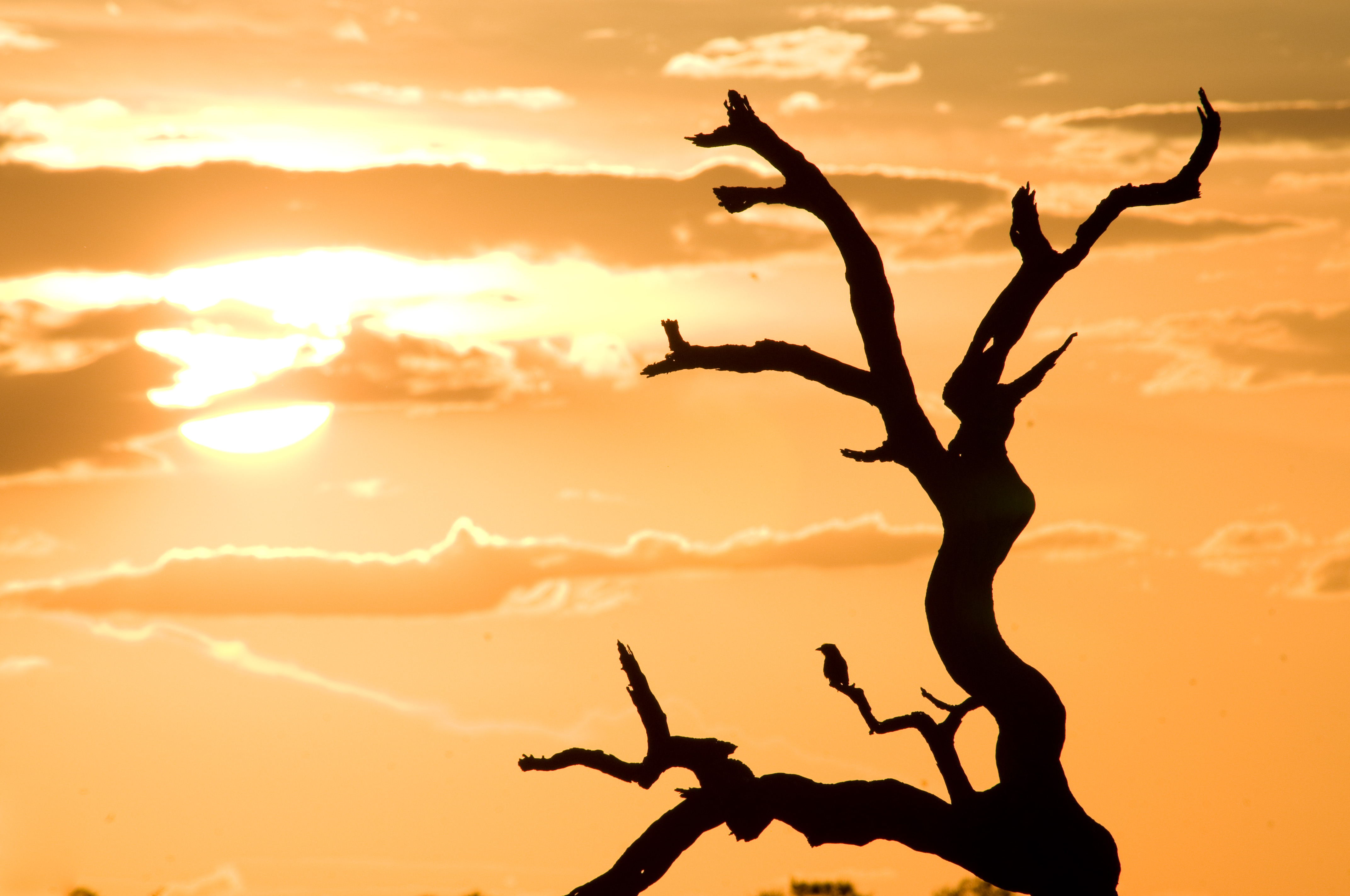 Leadwood Silhouette (2364832204)