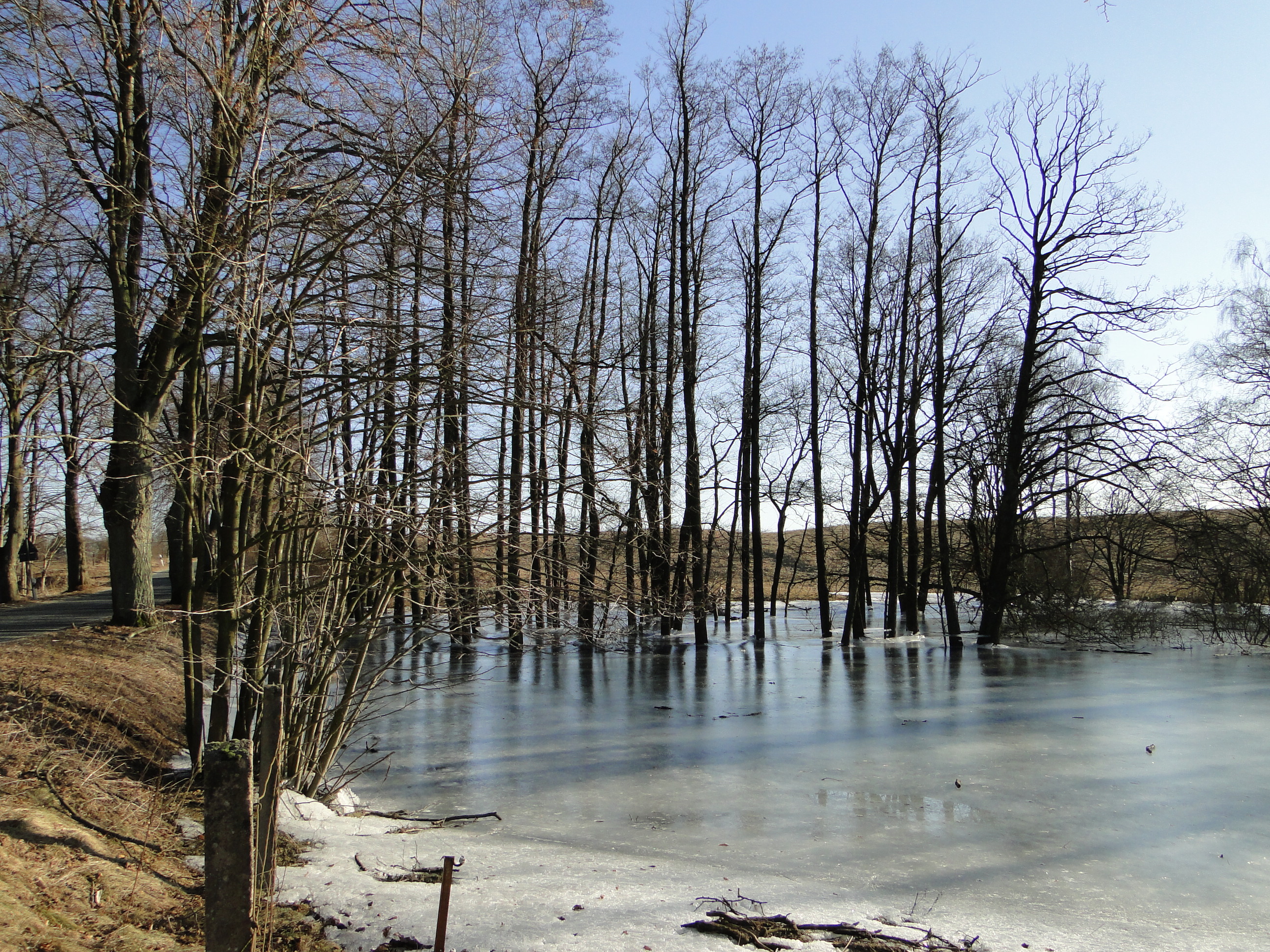 Lichtenberg (Feldberger Seenlandschaft) Bäume in gefluteter und gefrorener Senke 2011-03-07 298