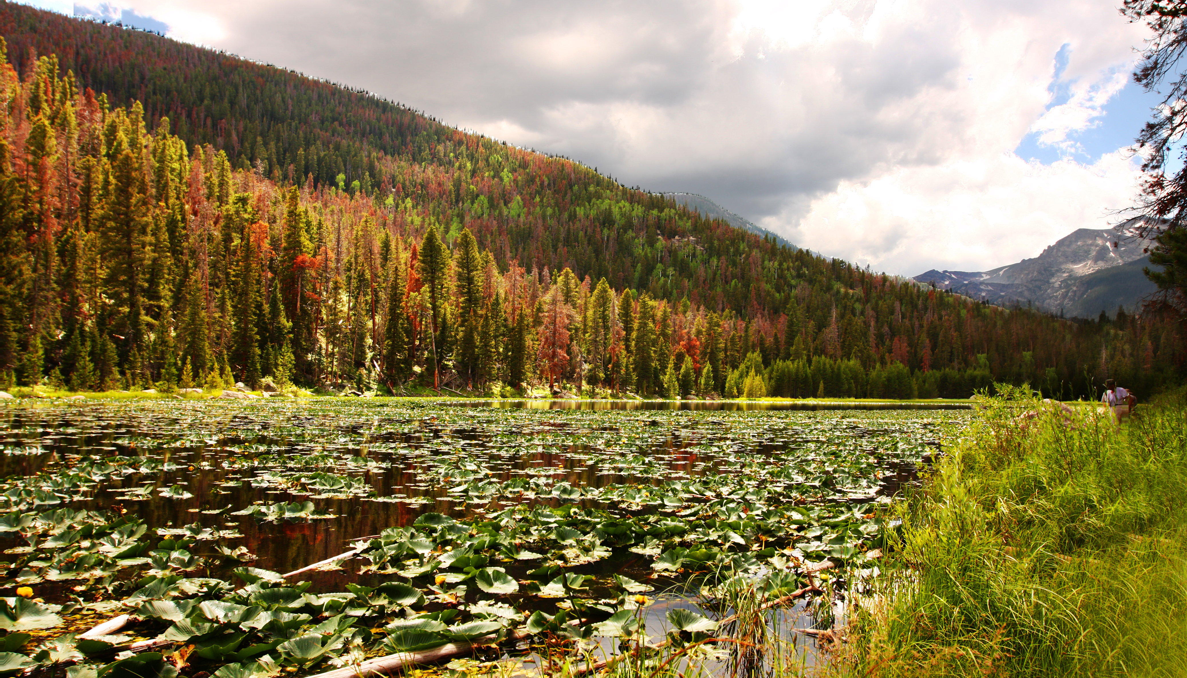Lily Pad Lake (4848541646)