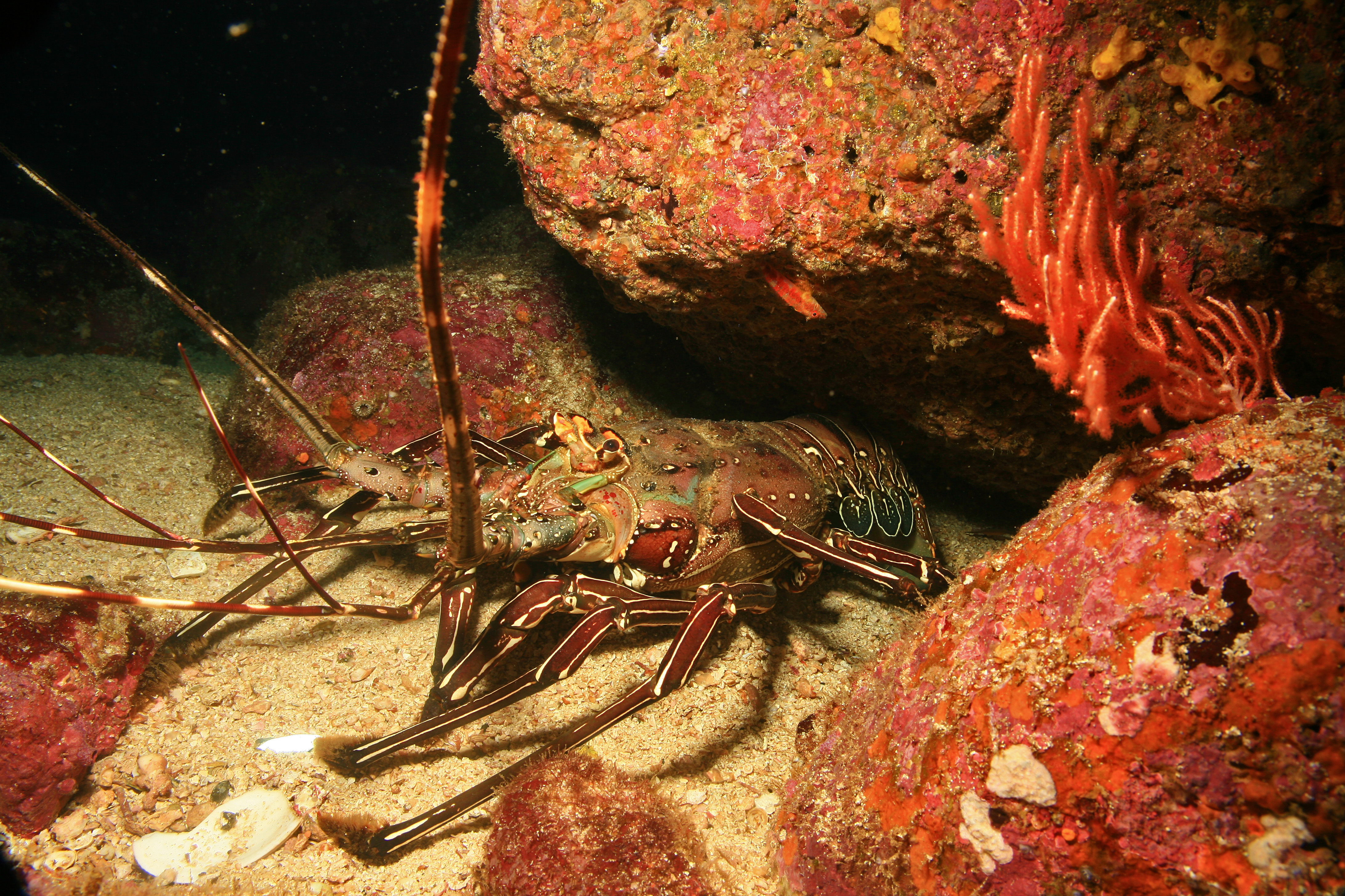 Lobster (2070607885)