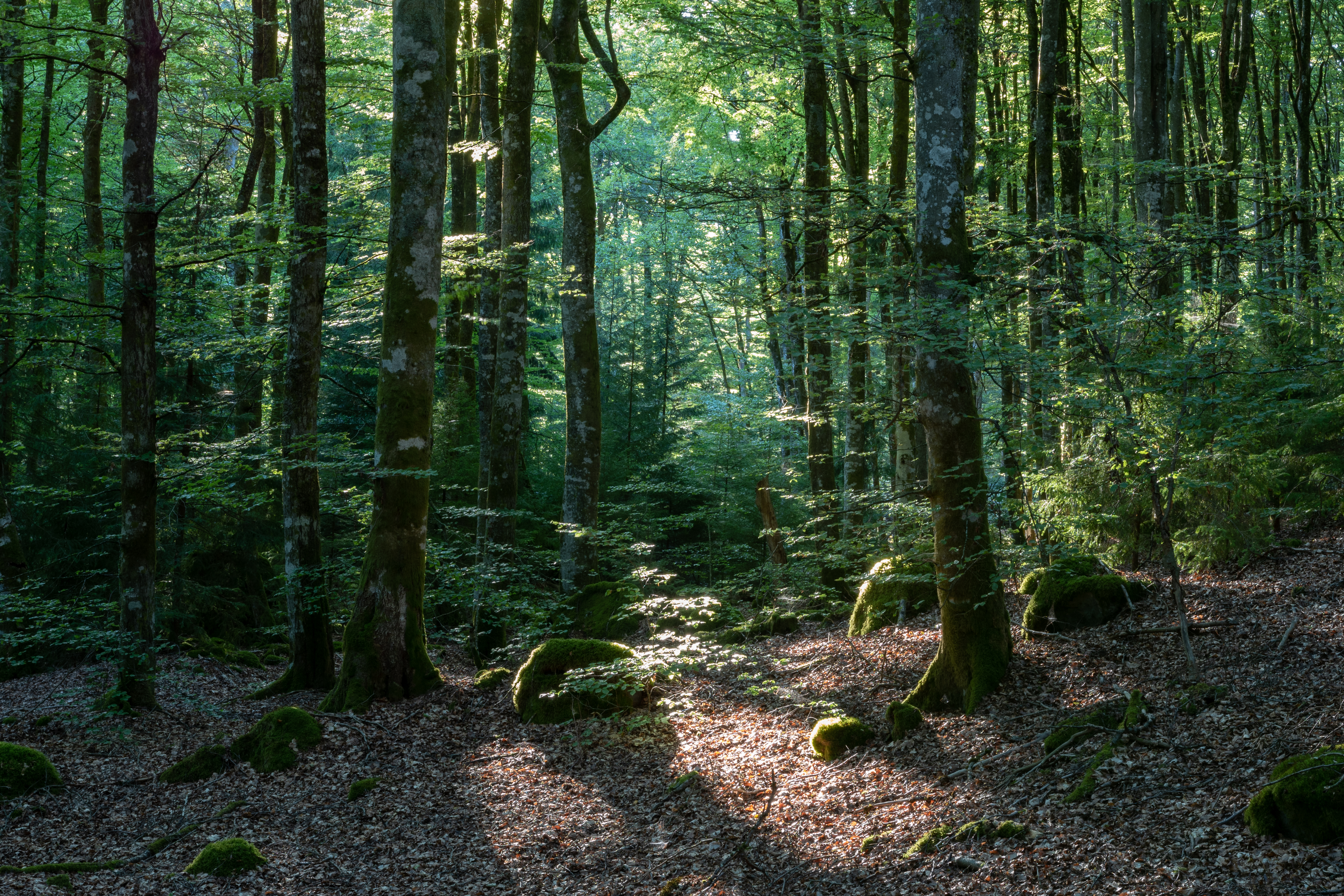 Lurs naturreservat