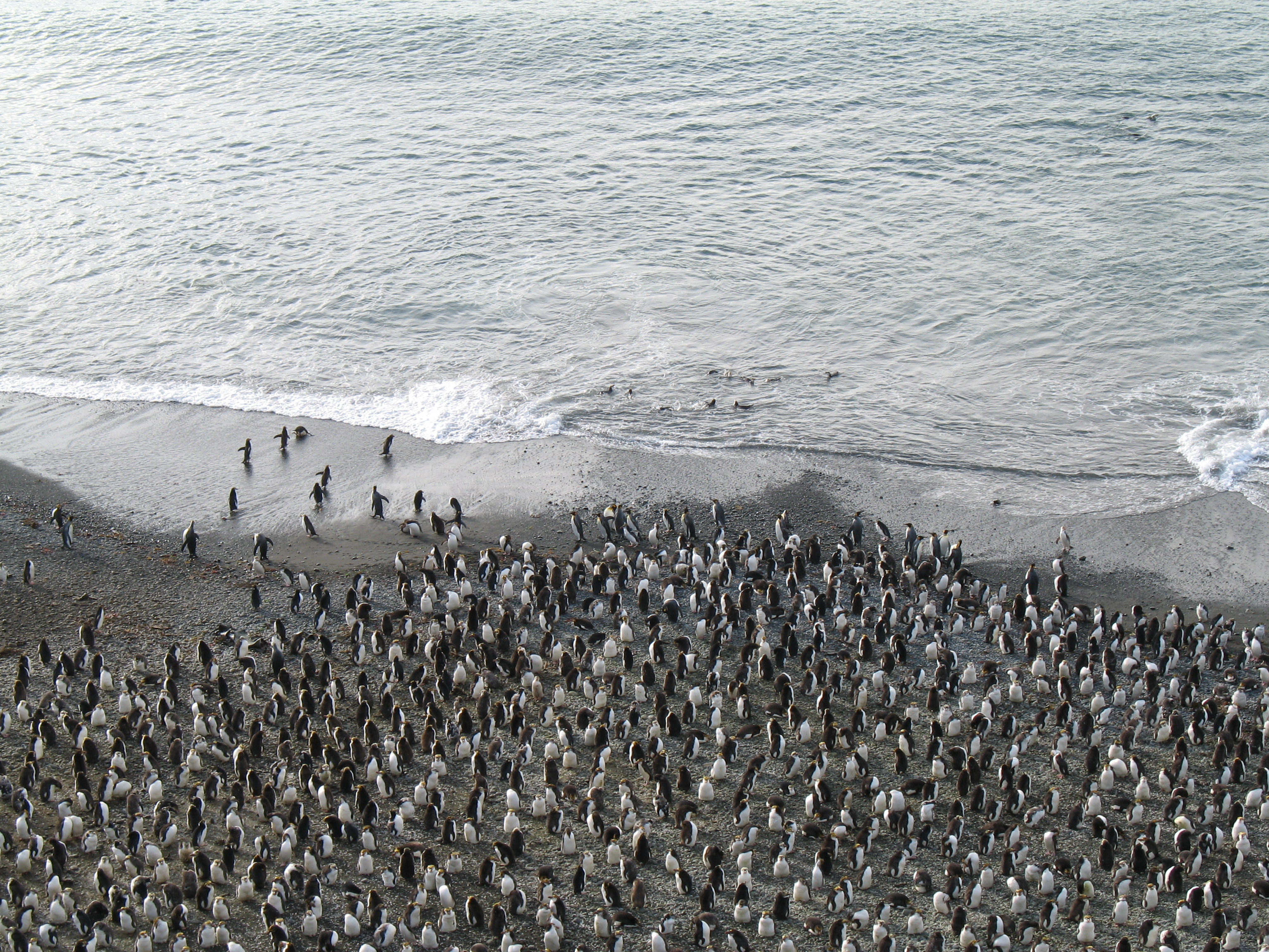 Royal penguins on a Macquarie Island beach
