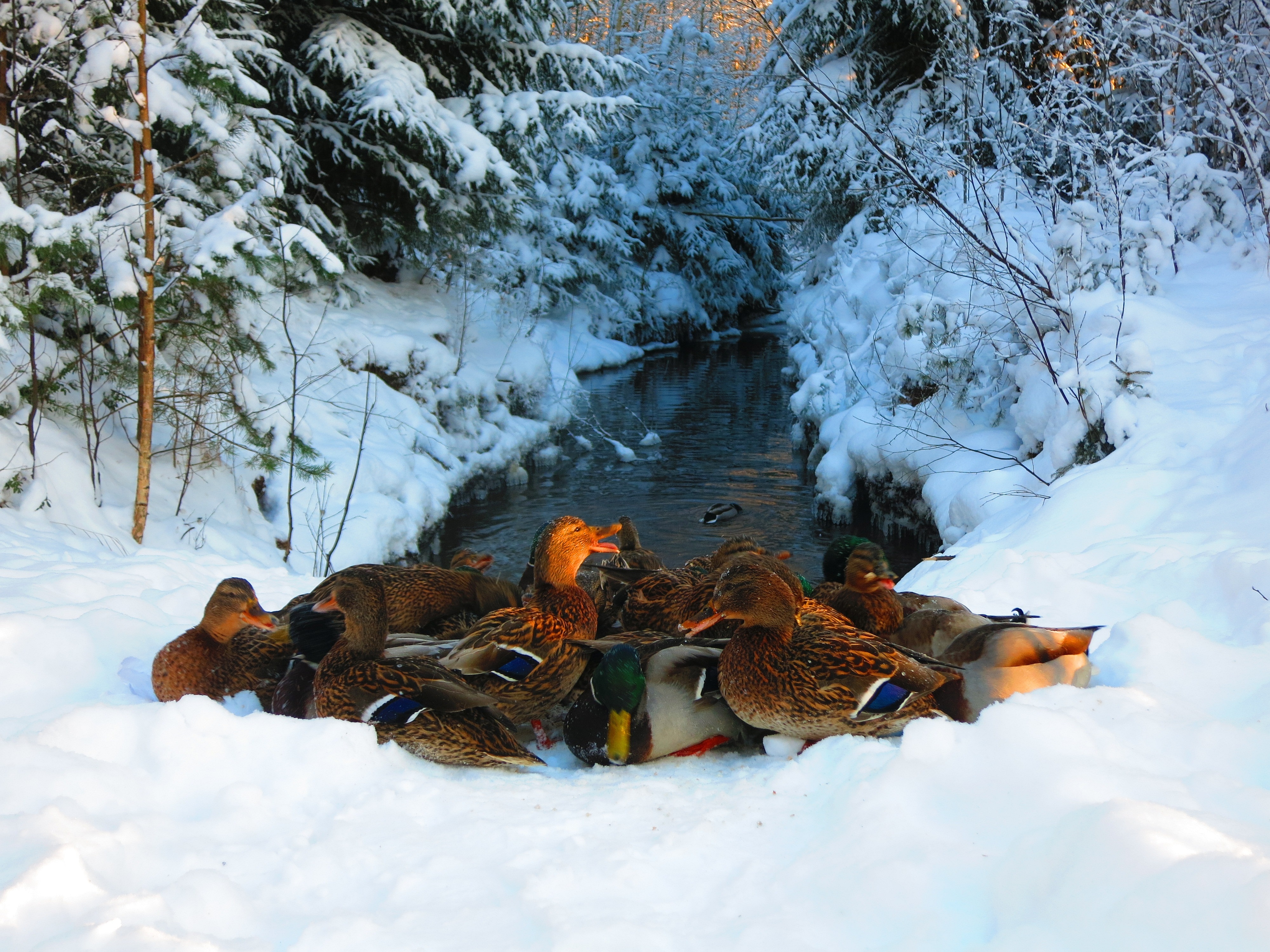 Mallards' winter
