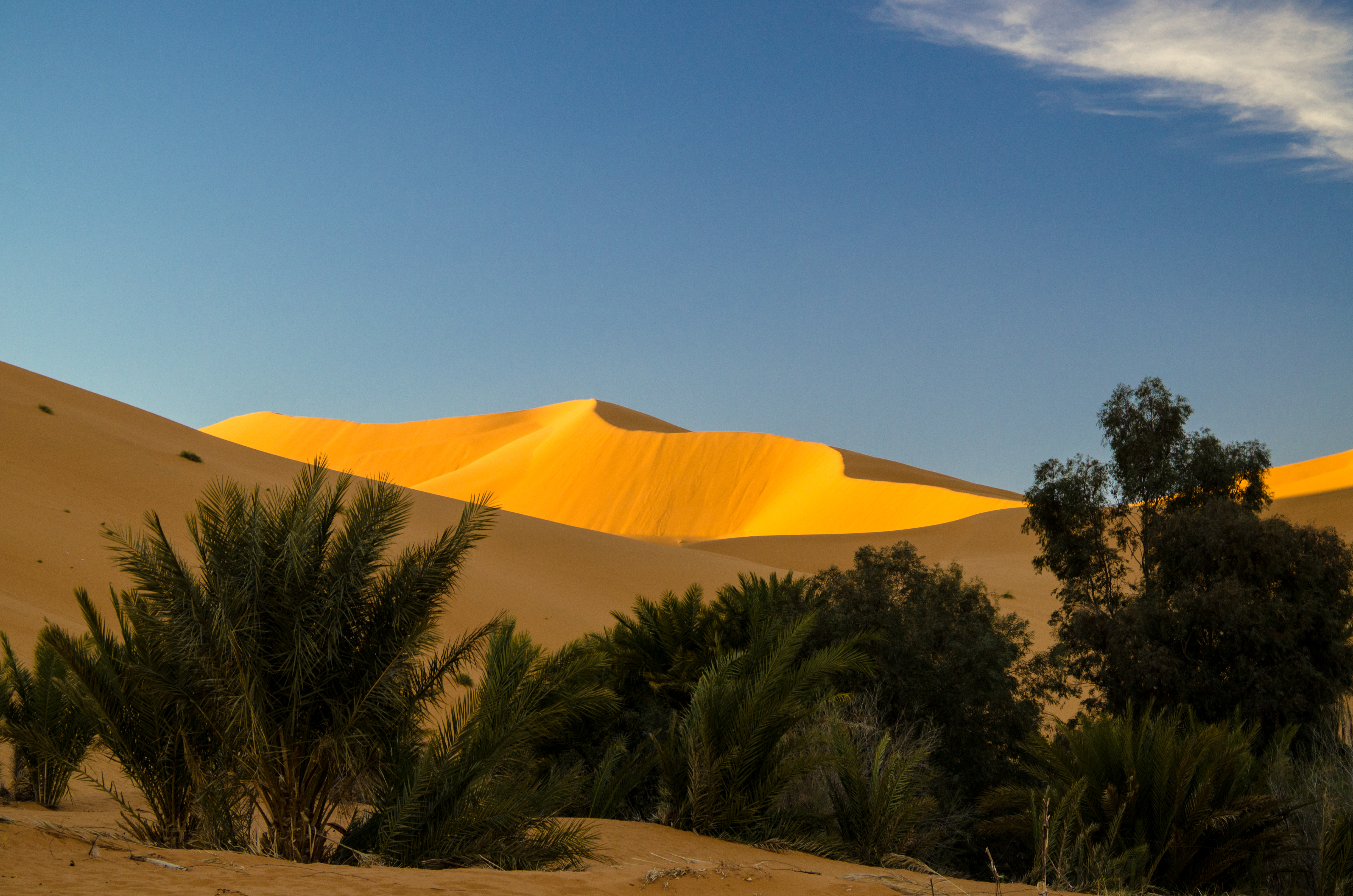 Merzouga Oases