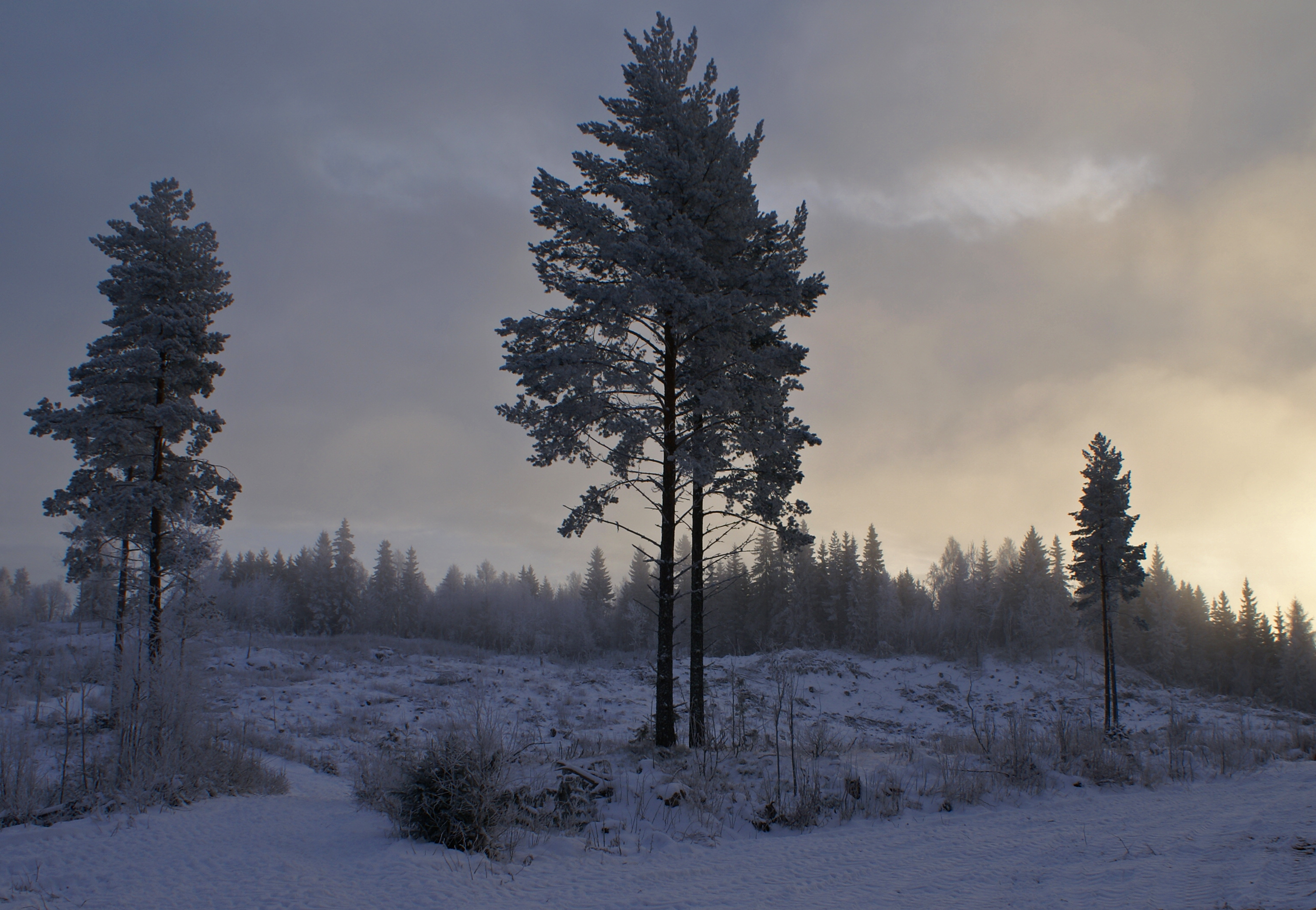 Morning fog (4157699283)
