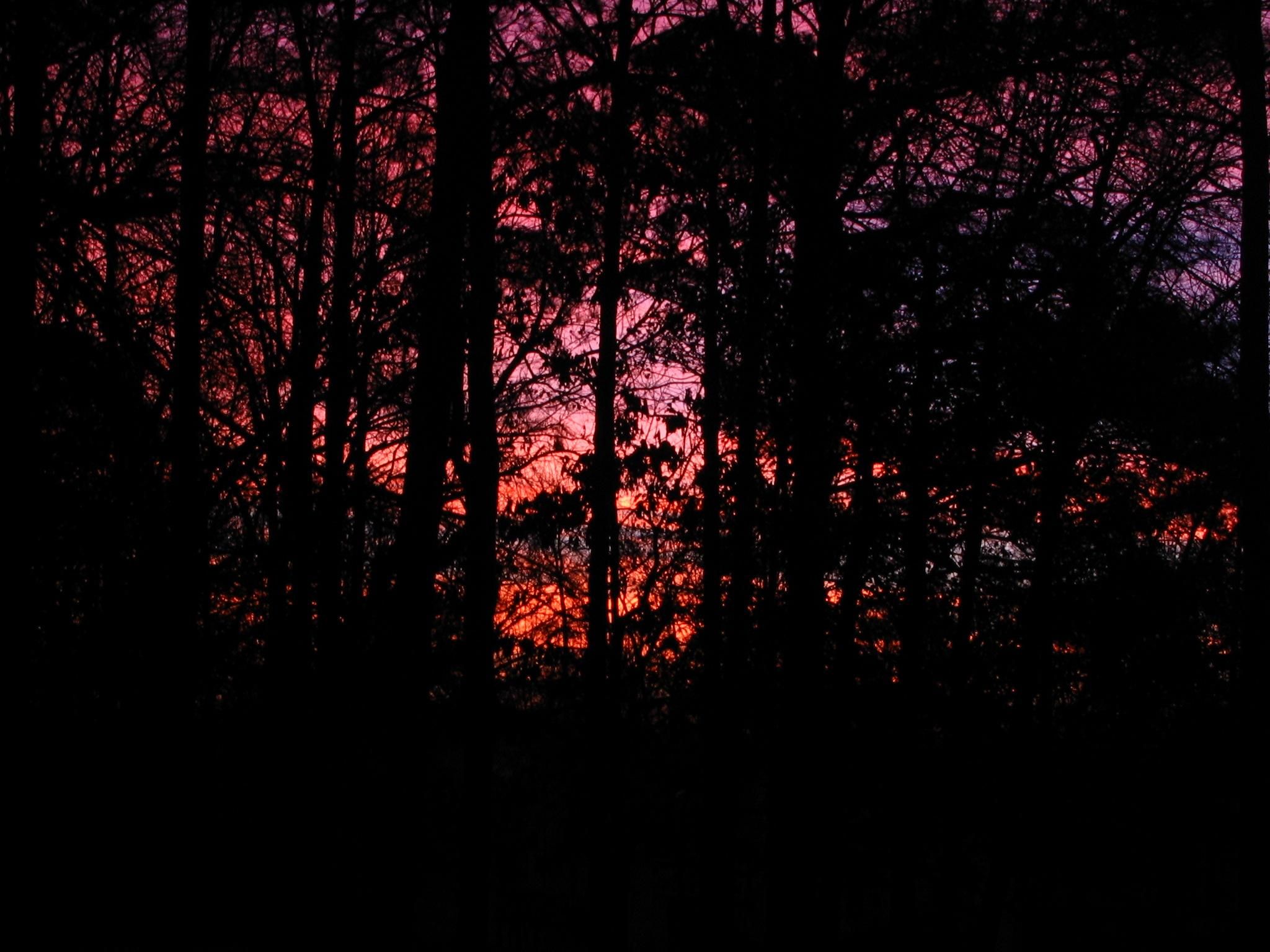Morning sunrise in the woods