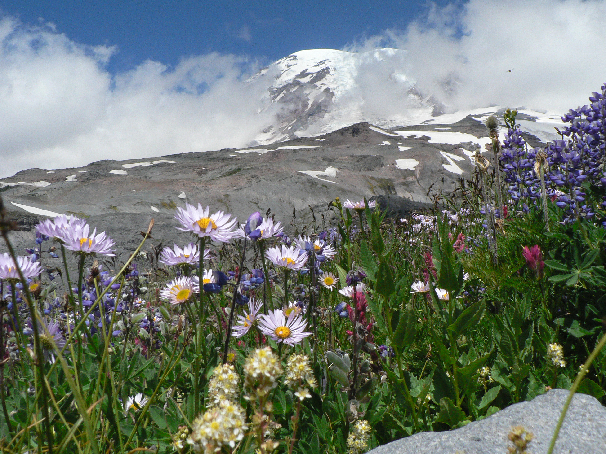 Mount Rainier's wildflowers (6851616406)